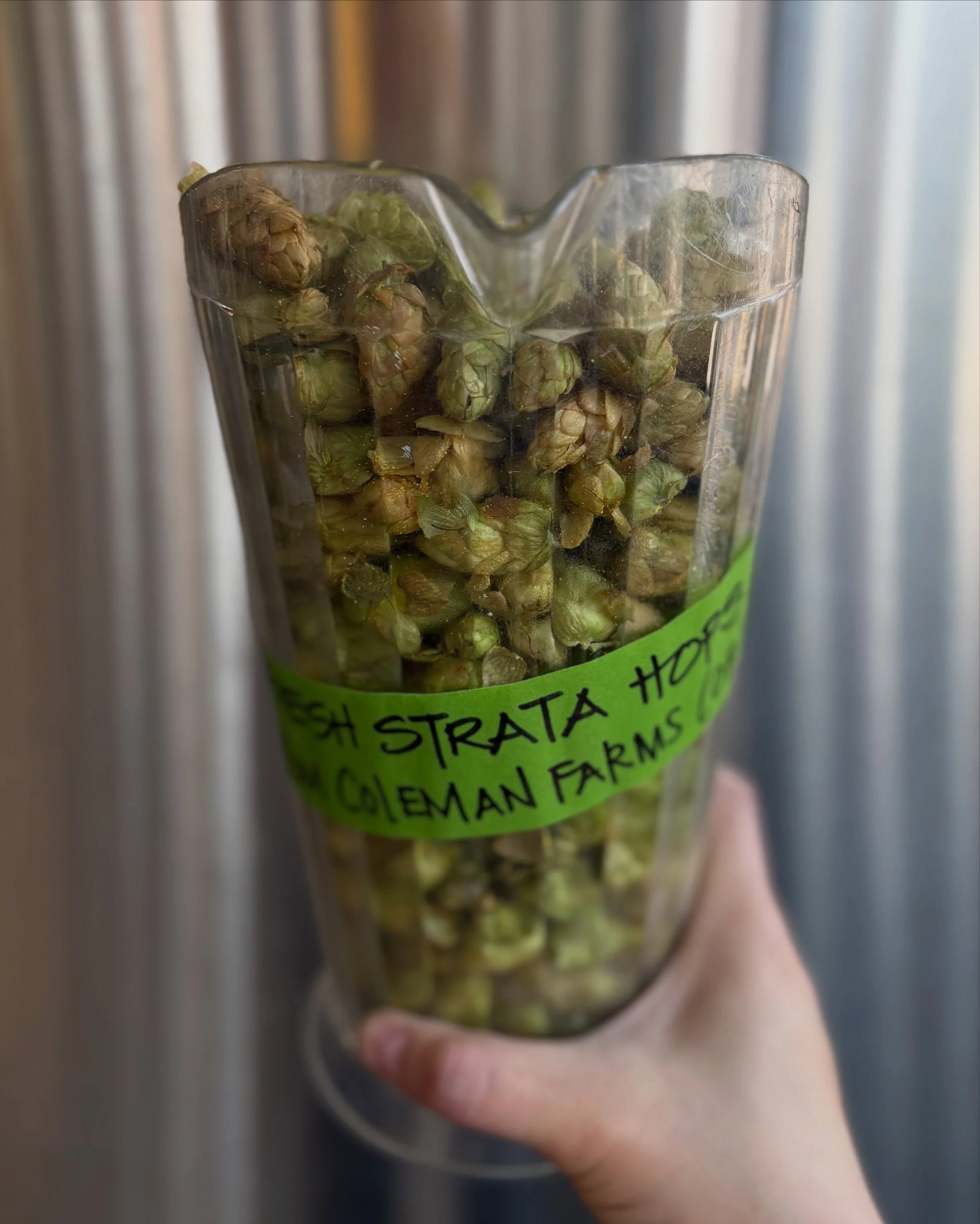 Our first fresh hops of the season (harvested TODAY) have landed! 

Come by the taproom and check out these Strata hop cones from @colemanagriculture. 

And prepare your palate for our Fresh Hop West Coast Pilsner coming later this week. 

#DrinkLoca