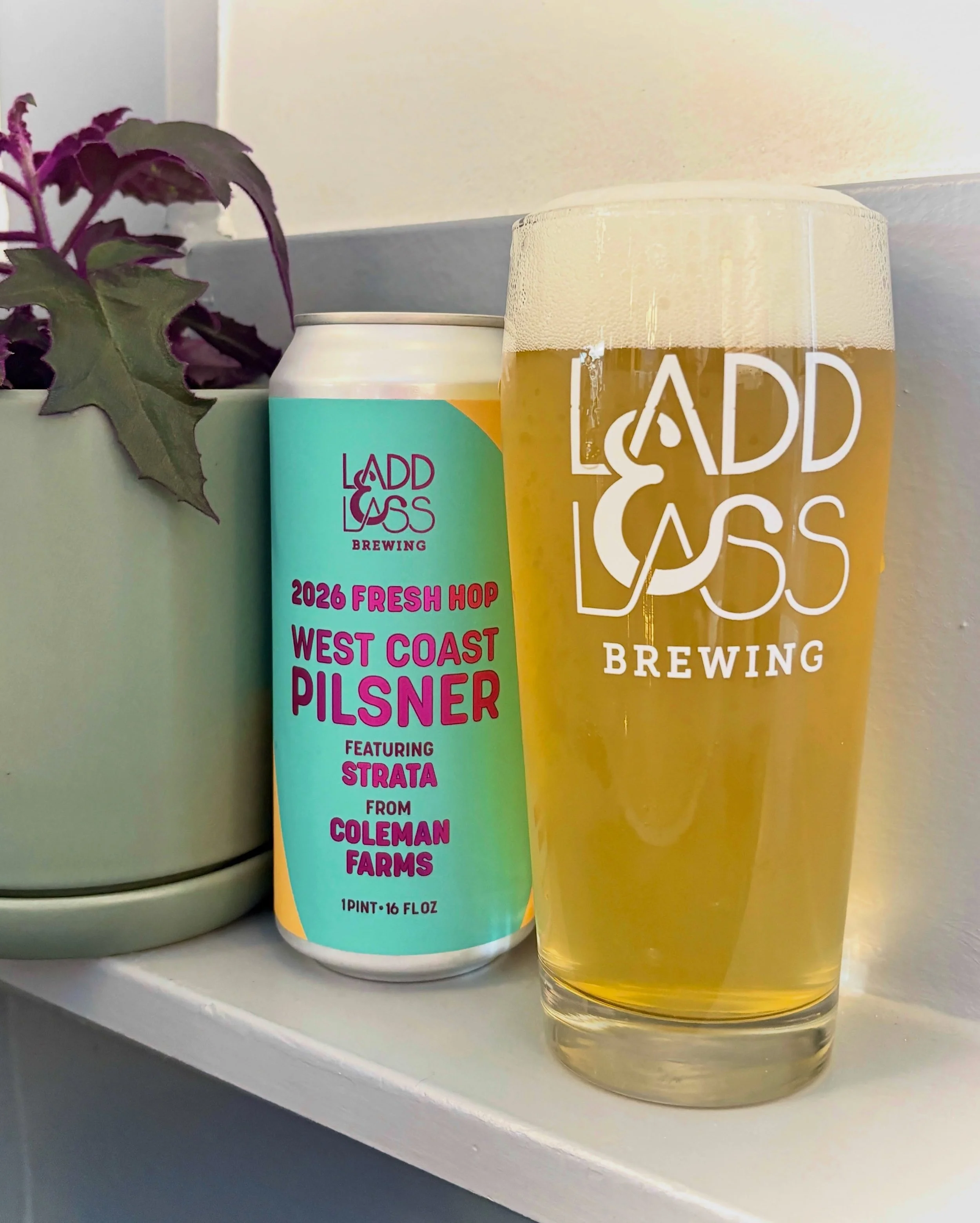 NEW RELEASE!

Fresh Hop West Coast Pilsner
West Coast Pilsner / 5.3% ABV

Long-time lover of the style, first-time brewing a fresh hop version. Our very first fresh hop West Coast Pilsner has a delightfully bright and dry pilsner base that was hit wi