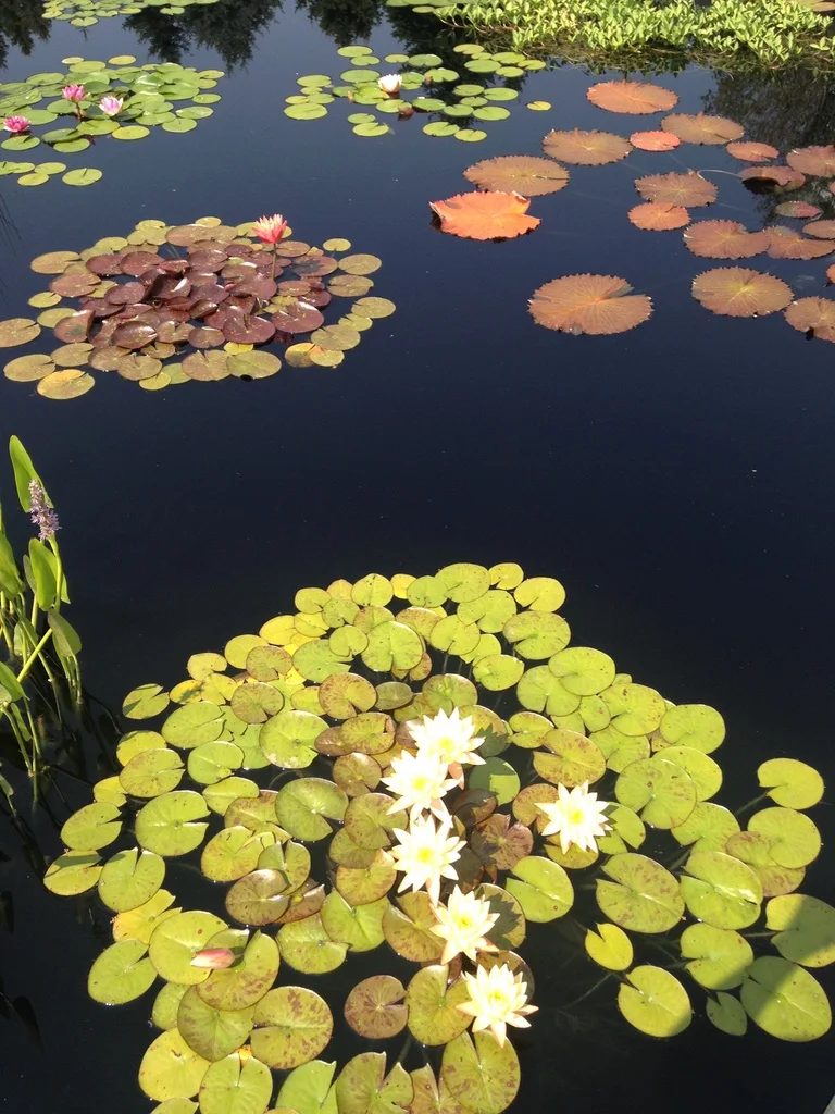 Lily Pond&nbsp;