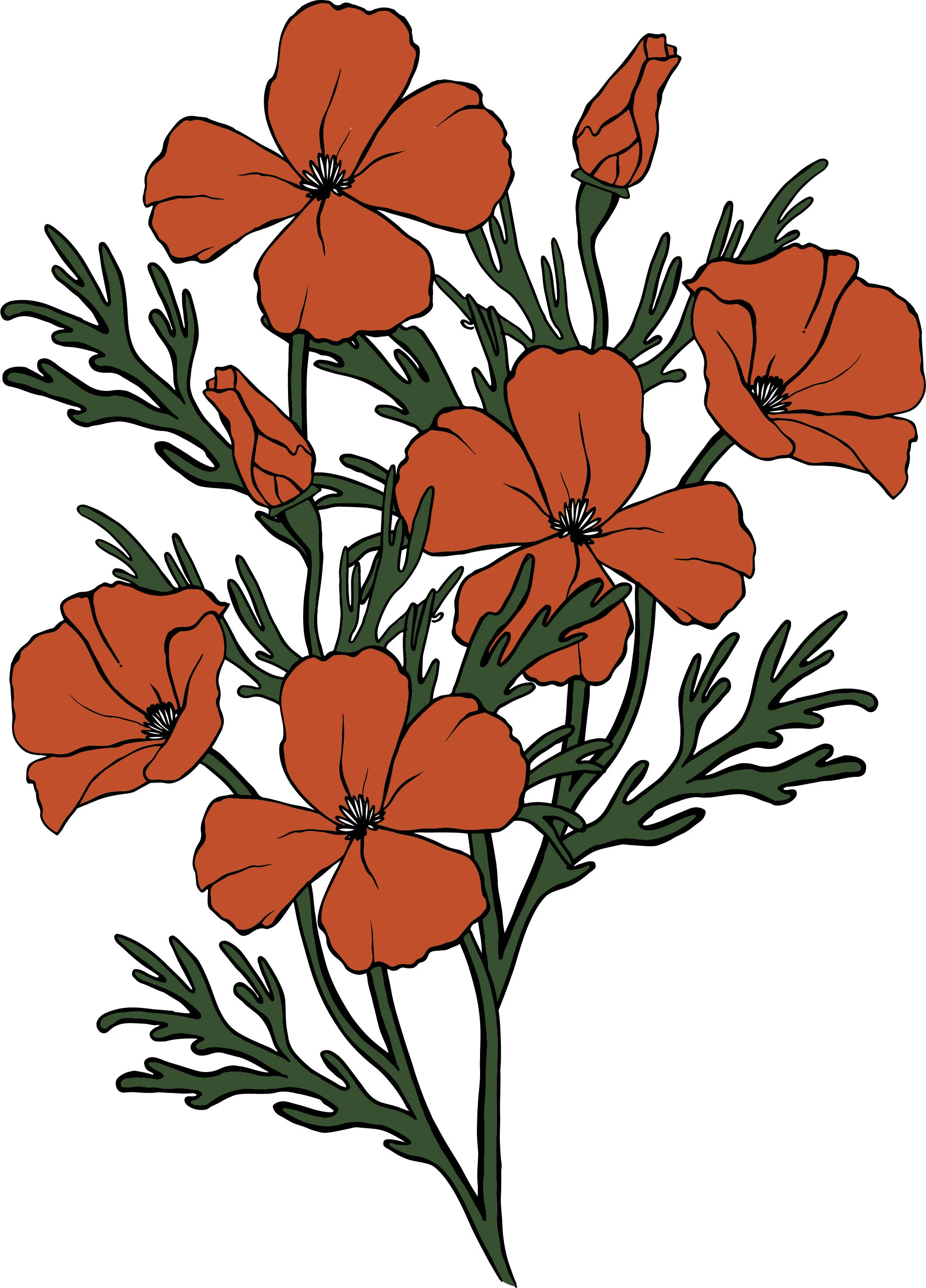 Poppies