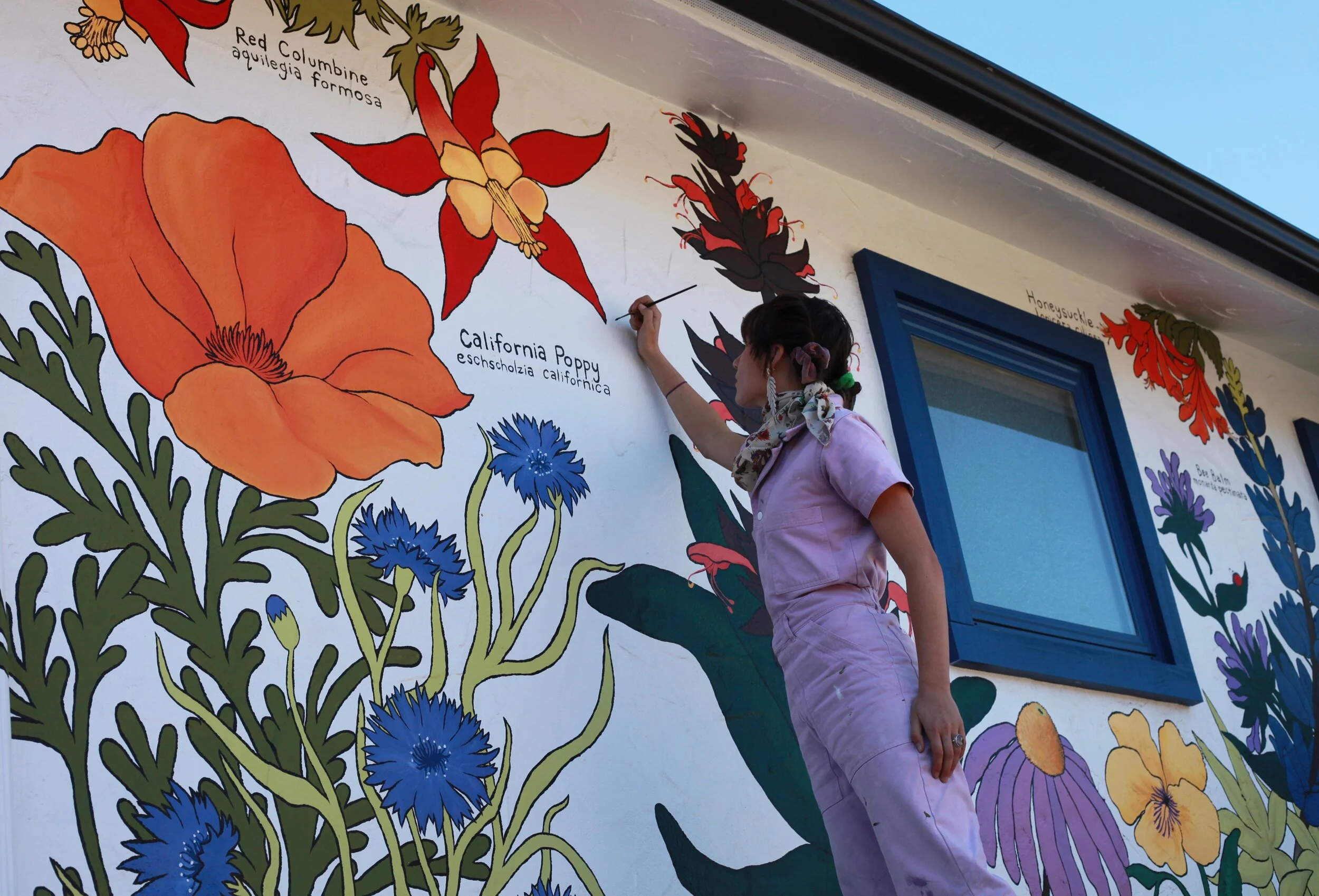 California Wildflowers