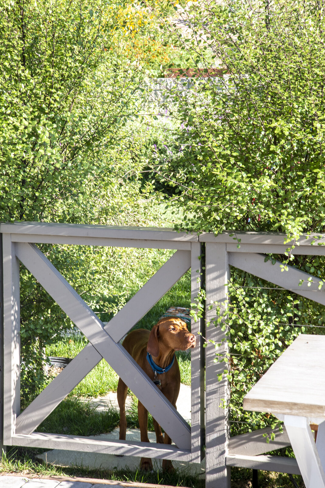 Designed Gate with Hunter.jpg