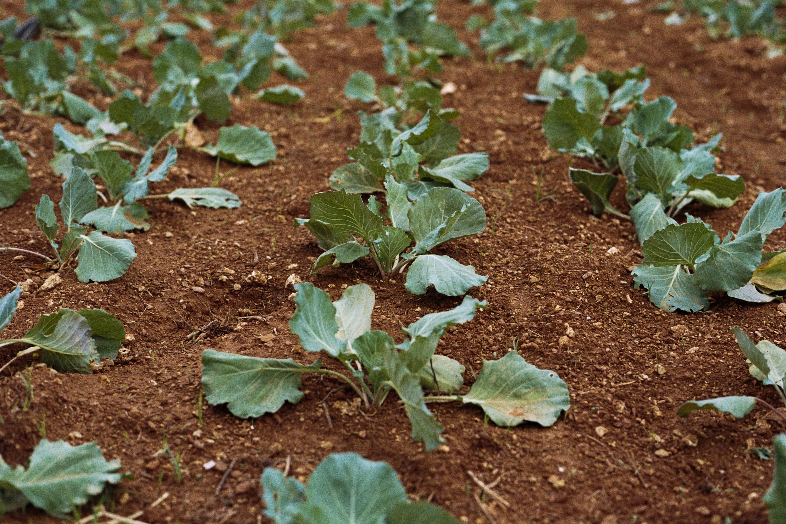 5 Tips for Building Your First Raised Garden Bed!