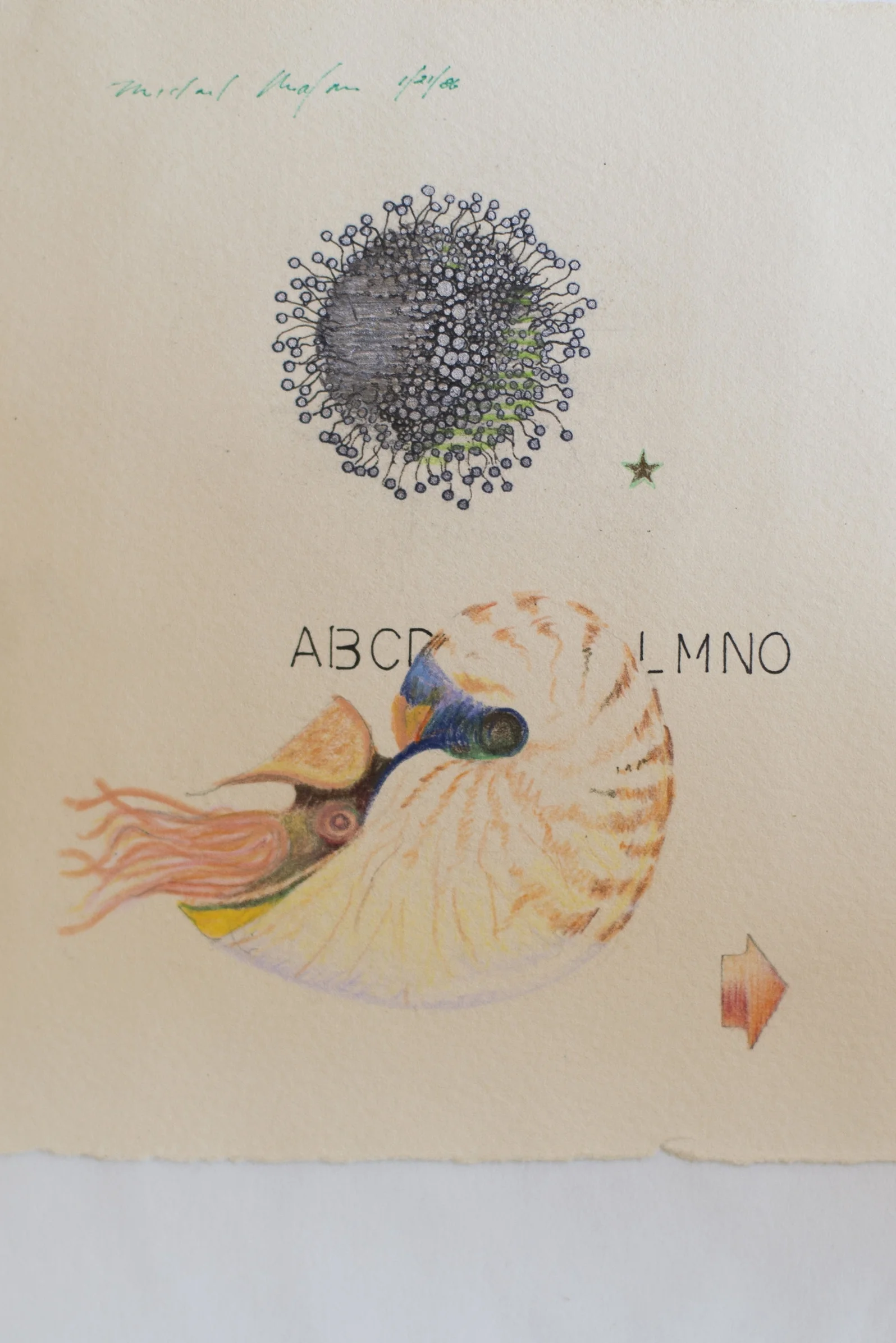 Nautilus