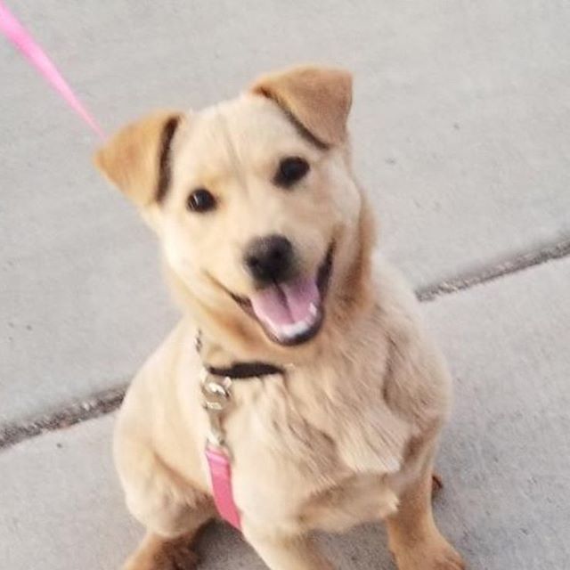 Newest addition to the fam! Rescue Pup - 3 months old - not sure what she is, best guess is either Retriever/Lab mix or Retriever/Shepard mix. What do you guys think? #puppy #retriever #goldenretriever #labradorretriever #labrador #germanshepherd #sh