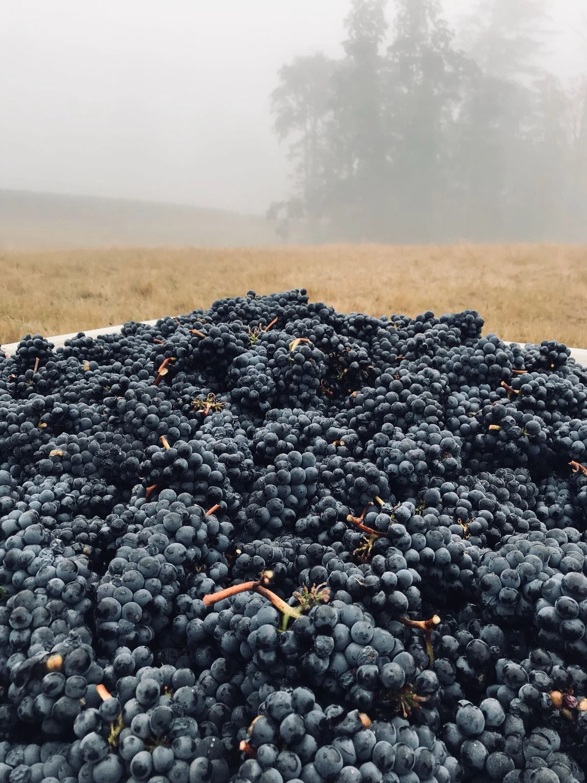 pinot.jpg