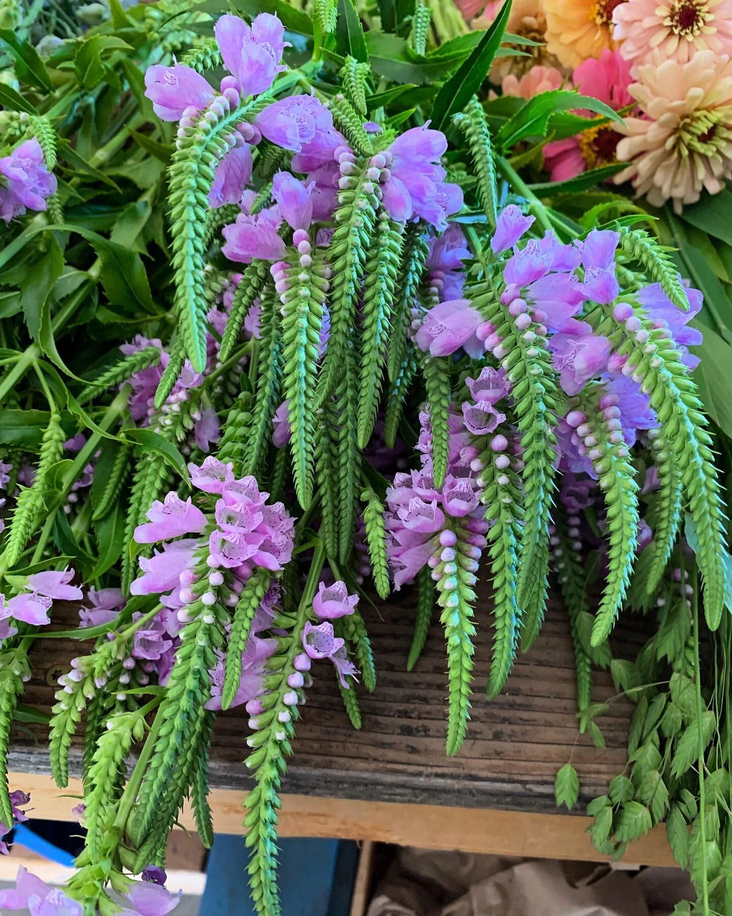These neat little plant monsters are called obedient plant, and they can be propagated too!
⠀⠀⠀⠀⠀⠀⠀⠀⠀
They are part of the mint family and as such they propagate easier than any other plant. So much so that you really have to plan for where you will