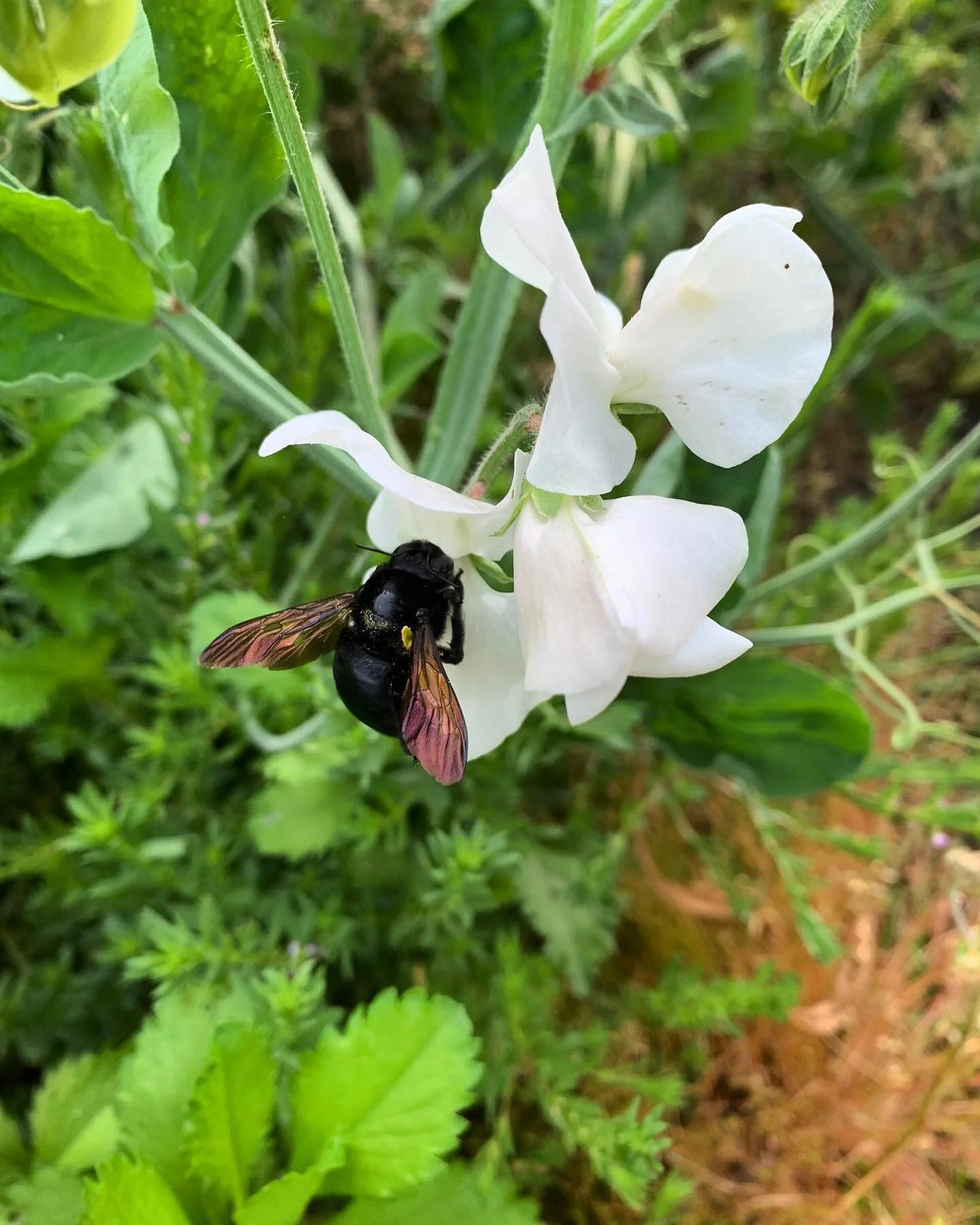 It’s almost time to start these little beauties for fall/winter planting. Sweet peas are one of those cool loving flowers that do better in our zone if they are planted out in the fall with enough time to establish roots before any really cold
