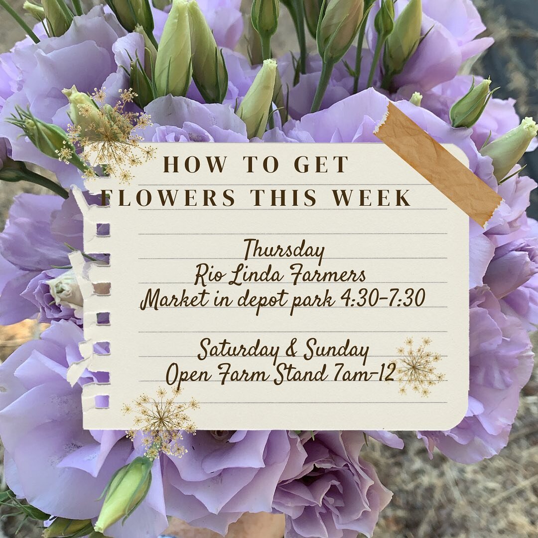 Awesome local flowers from your neighborhood flower farm are available&hellip;here&rsquo;s where to meet me &amp; how to get em:

Tonight (Thursday) we will be at the Rio Linda Farmers Market in Depot park from 4:30-7:30

The Farm stand will be stock