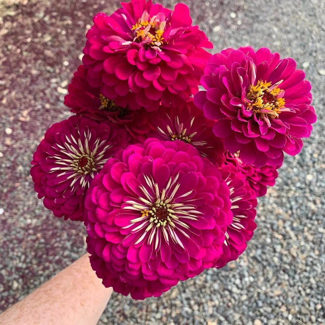 Believe it or not you can actually propagate zinnias!
This one was new to me this year and I’m still getting the hang of it down and only had about a 50/50 success rate.
⠀⠀⠀⠀⠀⠀⠀⠀⠀
If you’re interested in learning more I highly recommend g