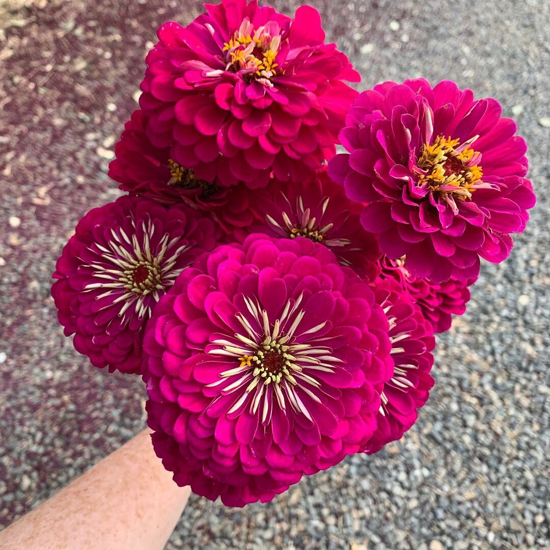 Believe it or not you can actually propagate zinnias!
This one was new to me this year and I&rsquo;m still getting the hang of it down and only had about a 50/50 success rate.
⠀⠀⠀⠀⠀⠀⠀⠀⠀
If you&rsquo;re interested in learning more I highly recommend g