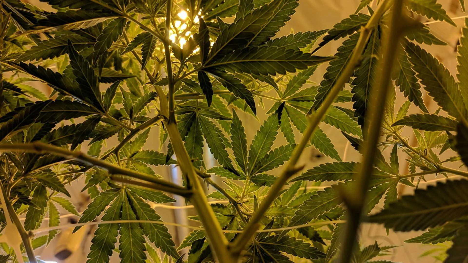 5 Ways to Use Leftover Weed Stems to Maximize Your Cannabis