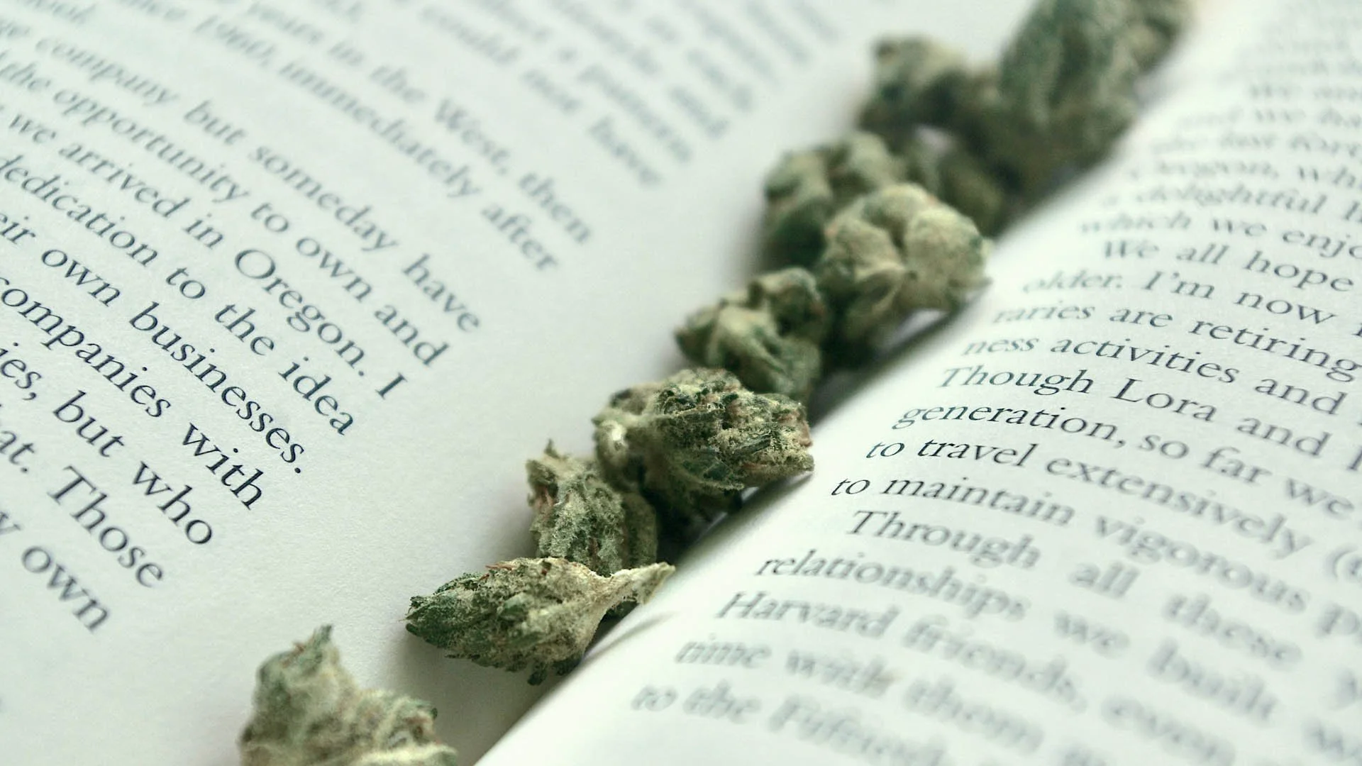 The Best Cannabis Strains for Enhanced Focus and Studying