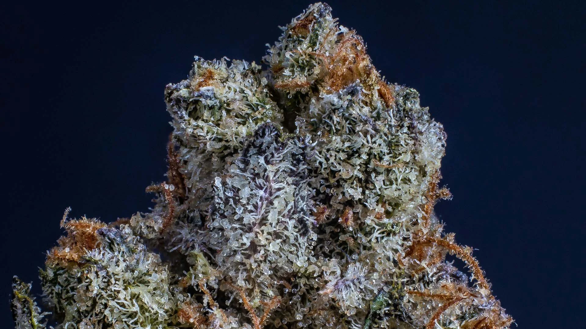 What Are Cannabis Trichomes?
