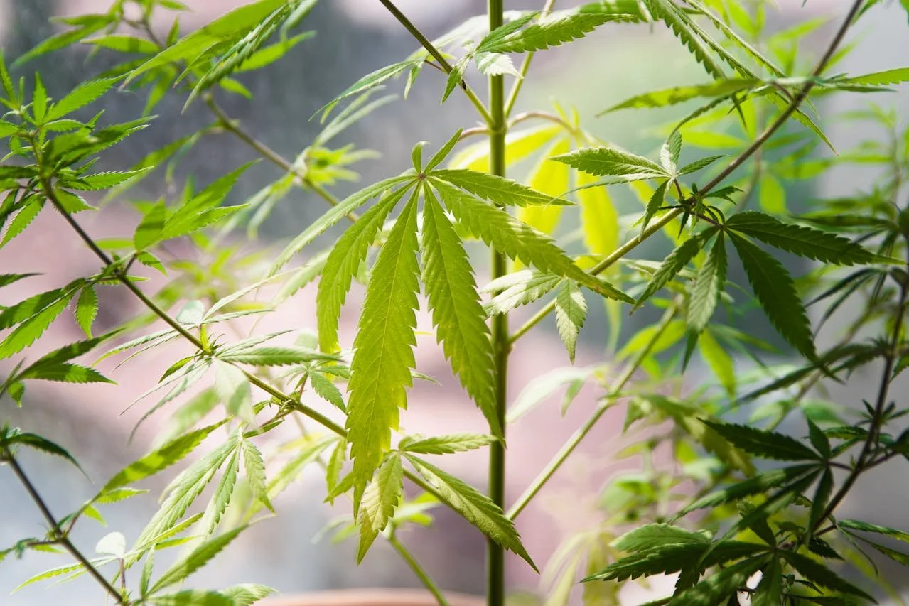 Can You Smoke Weed Stems? Things To Know Before You Try