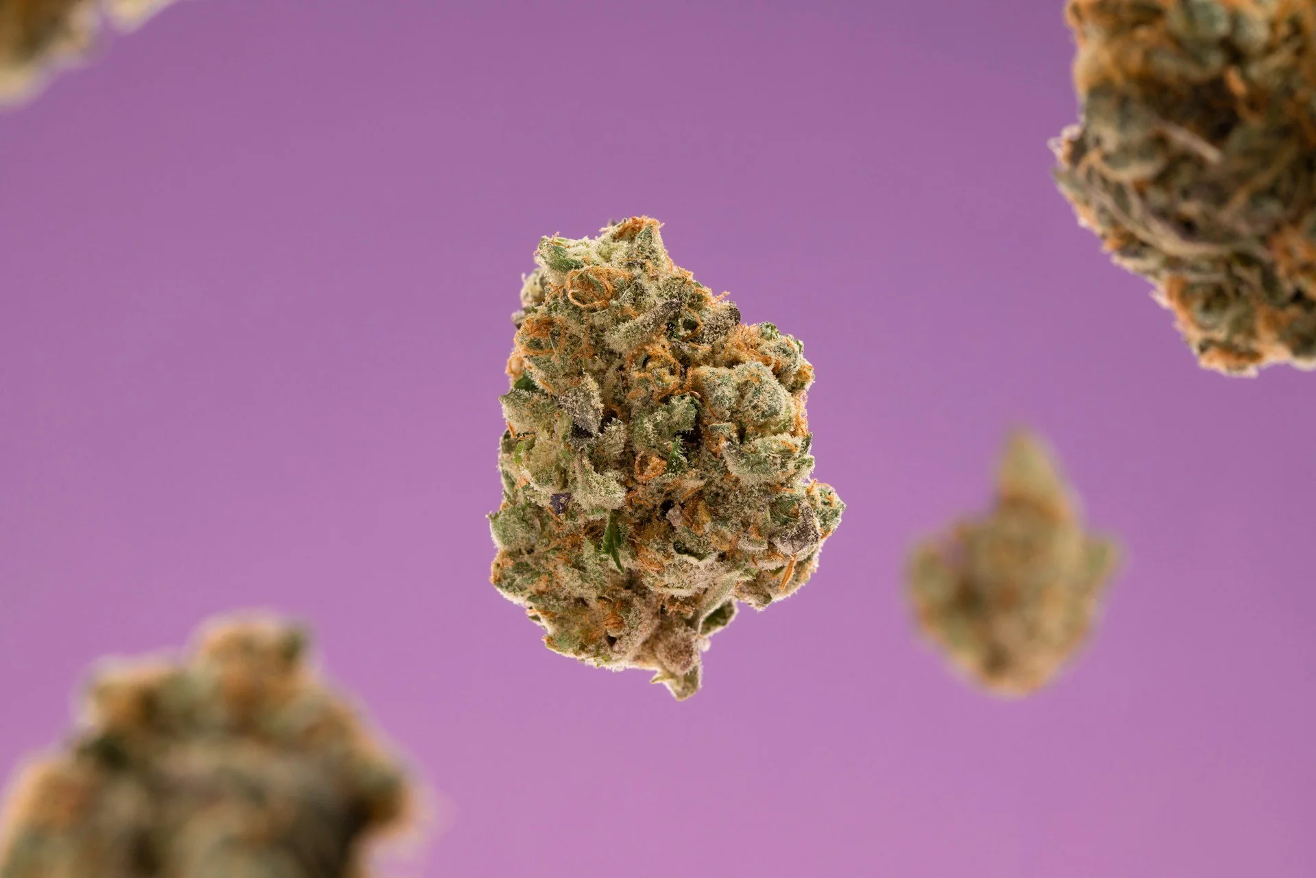 CBD Flower vs. THC Flower: Which One’s Right for You?