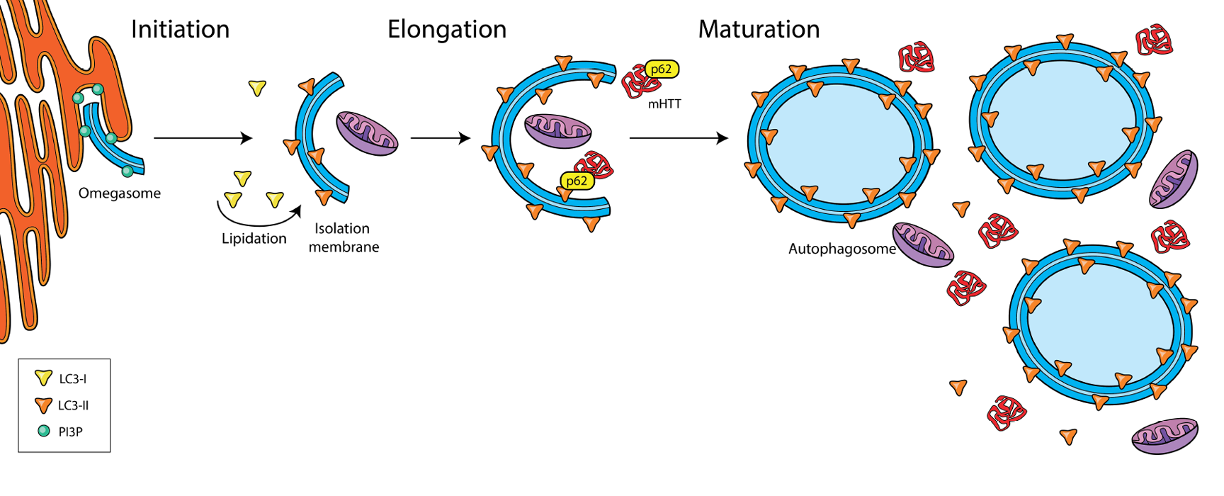 autophagy_1_figure_sm.png