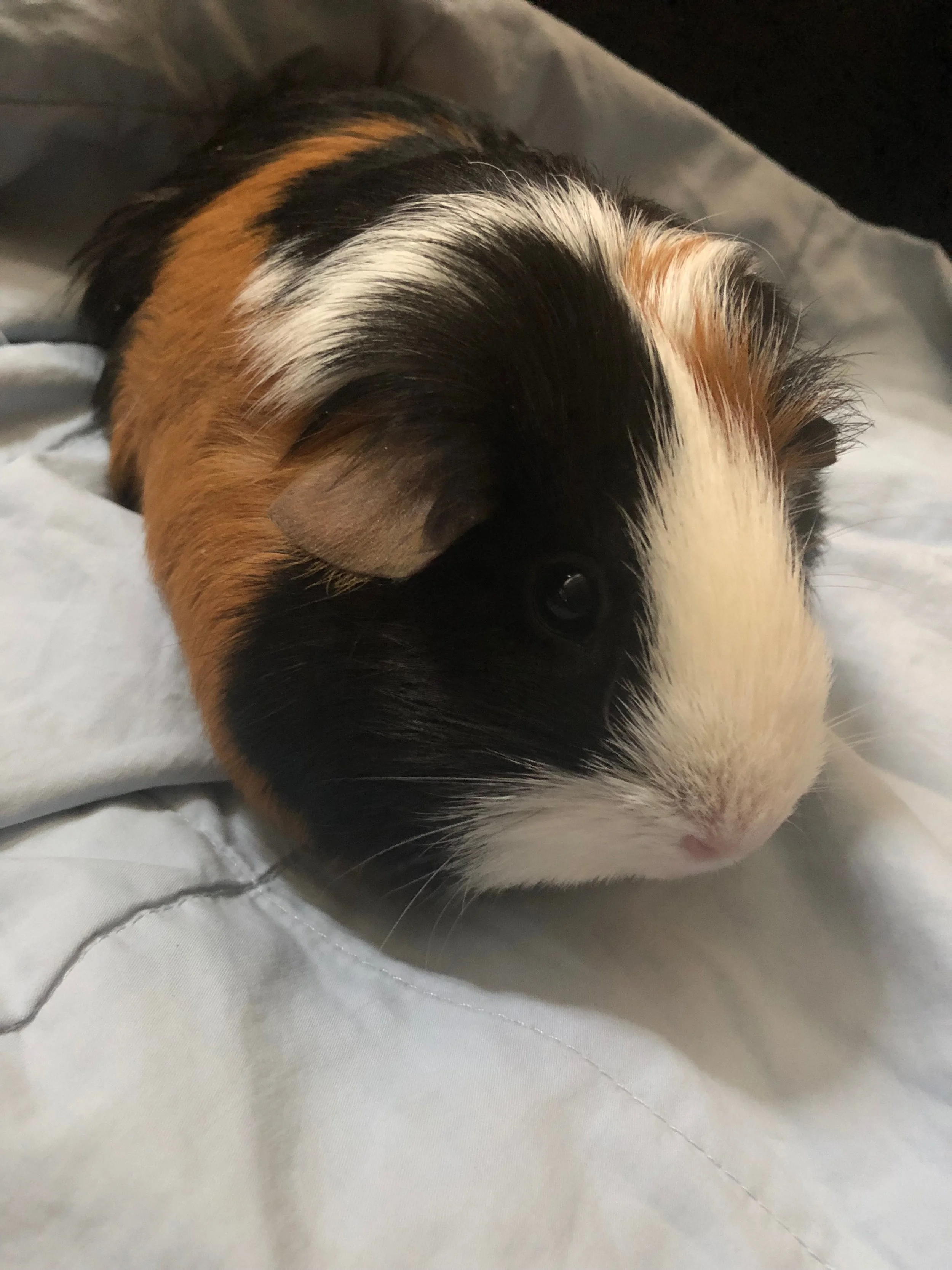 S'mores the Guinea Pig - September 2018