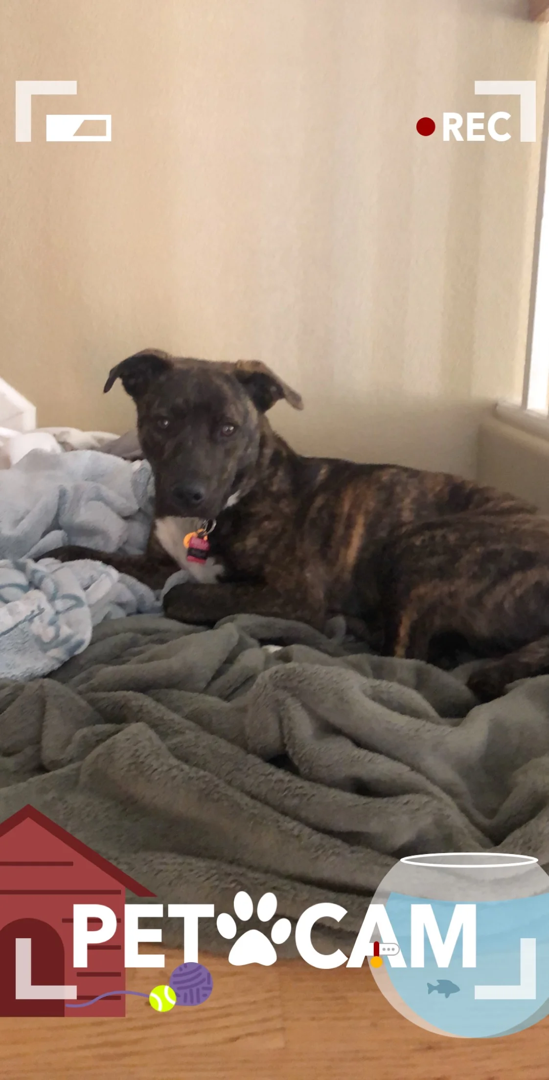 New Dog Nala
