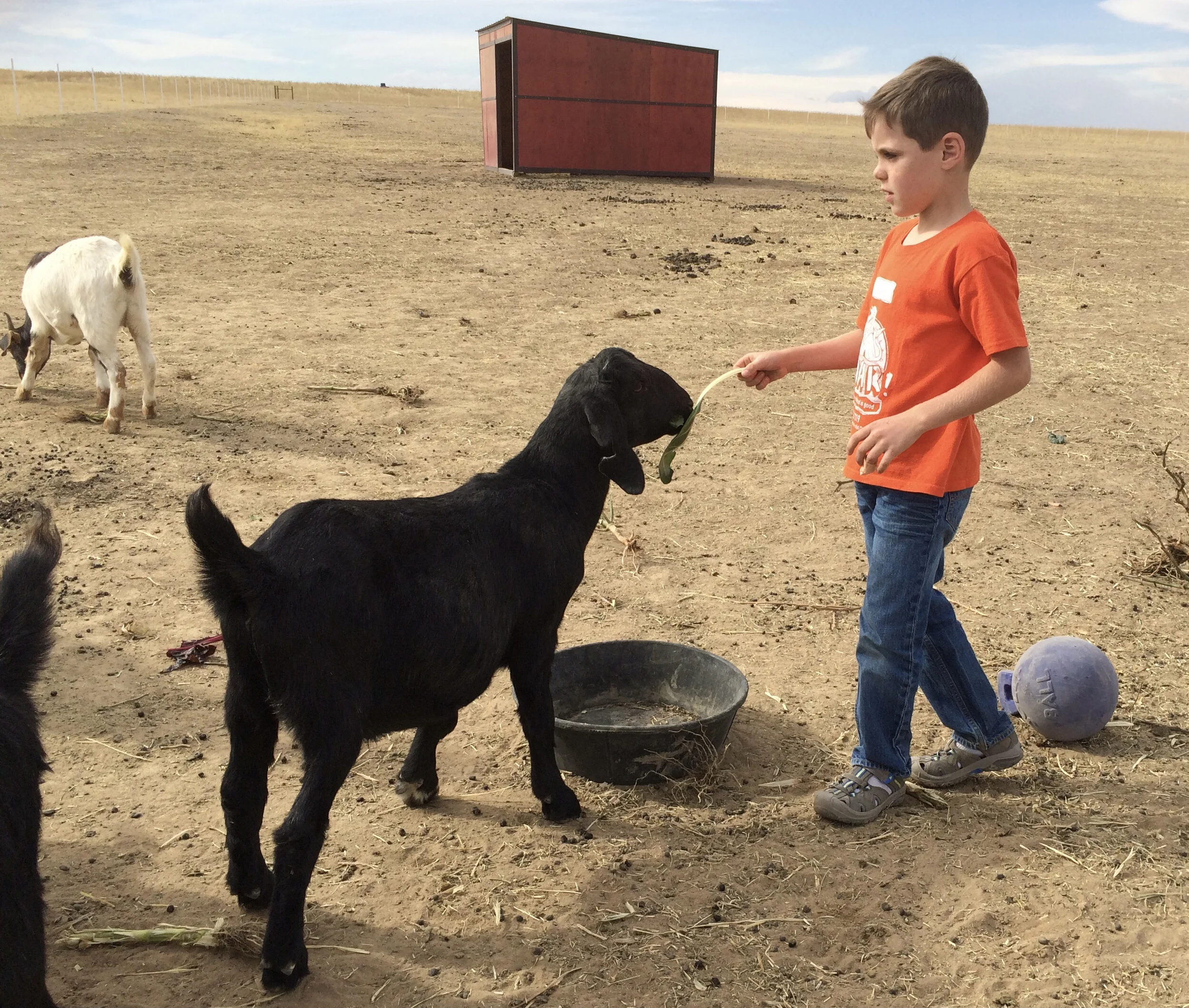 *Caleb feeds goats at farm.JPG