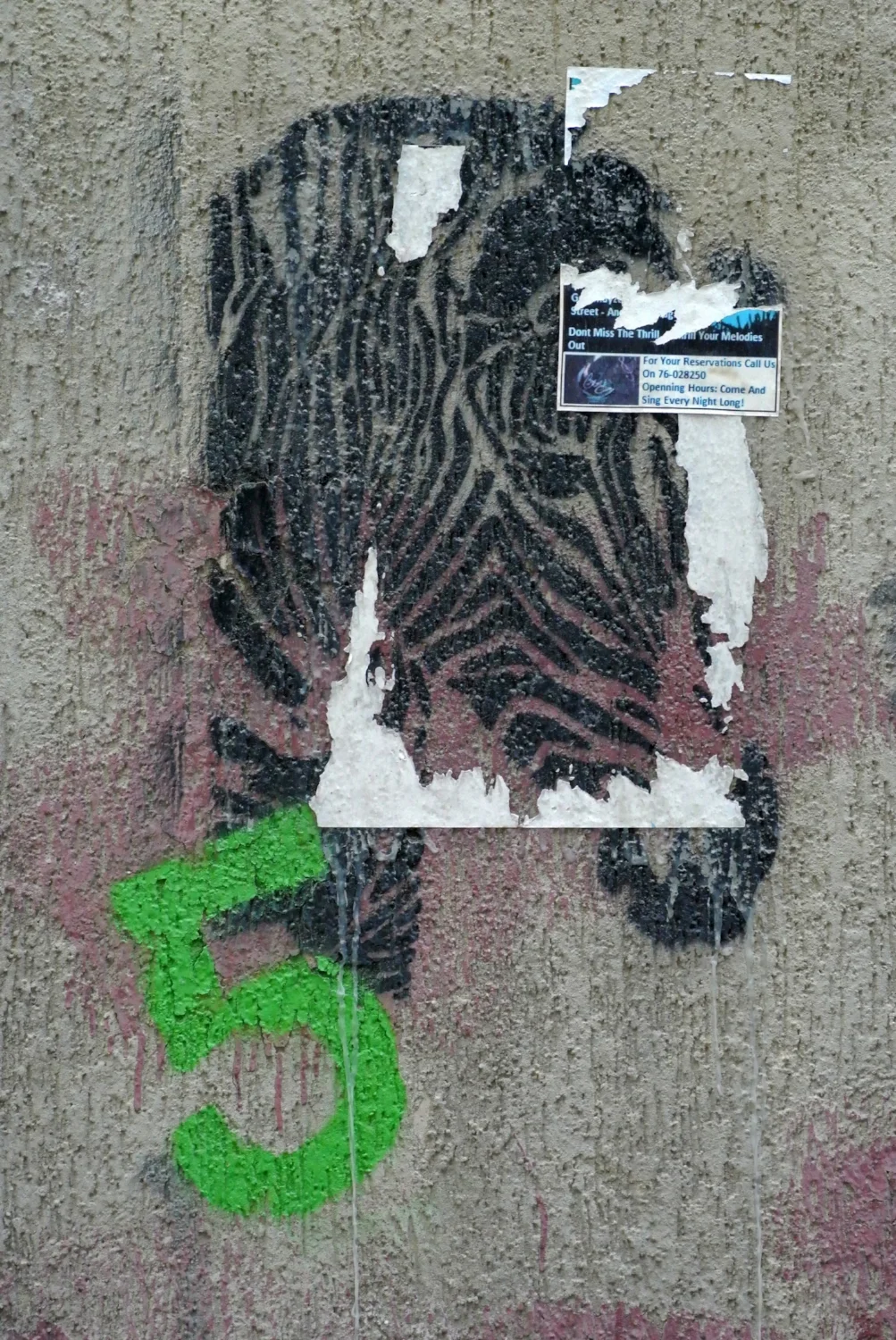 Zebra