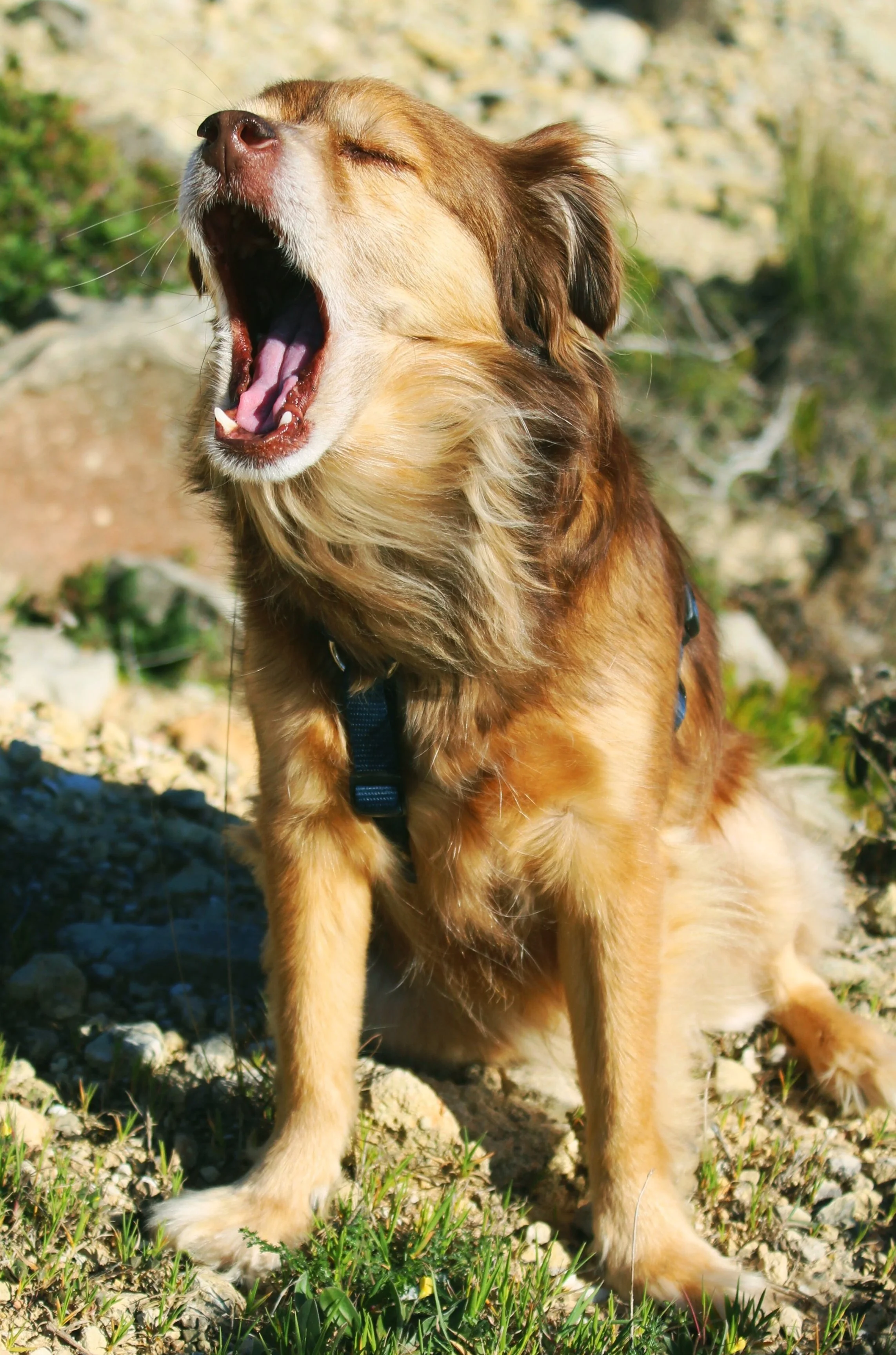 Dental+in+Dogs.jpg