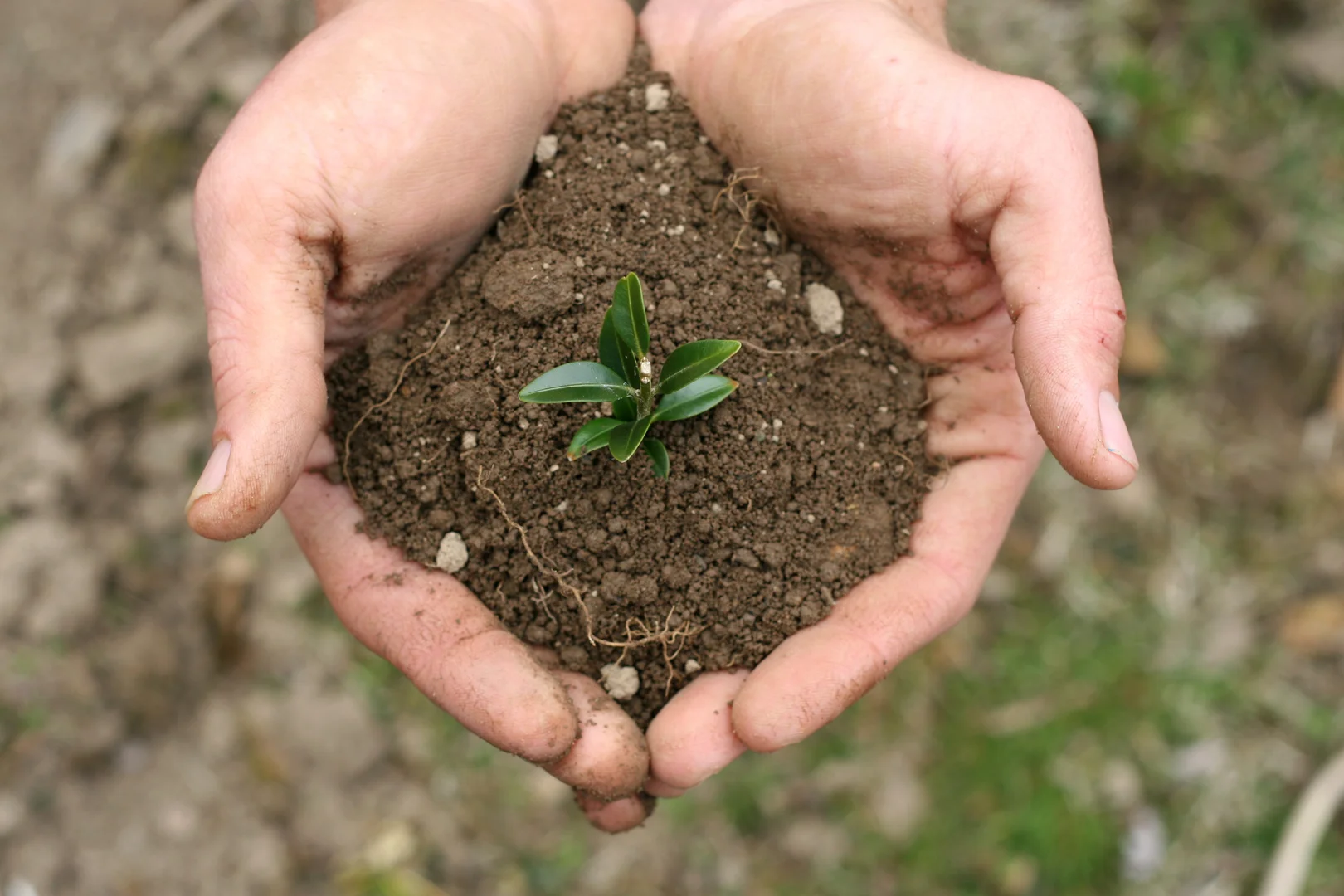 Hands-holding-soil.jpg