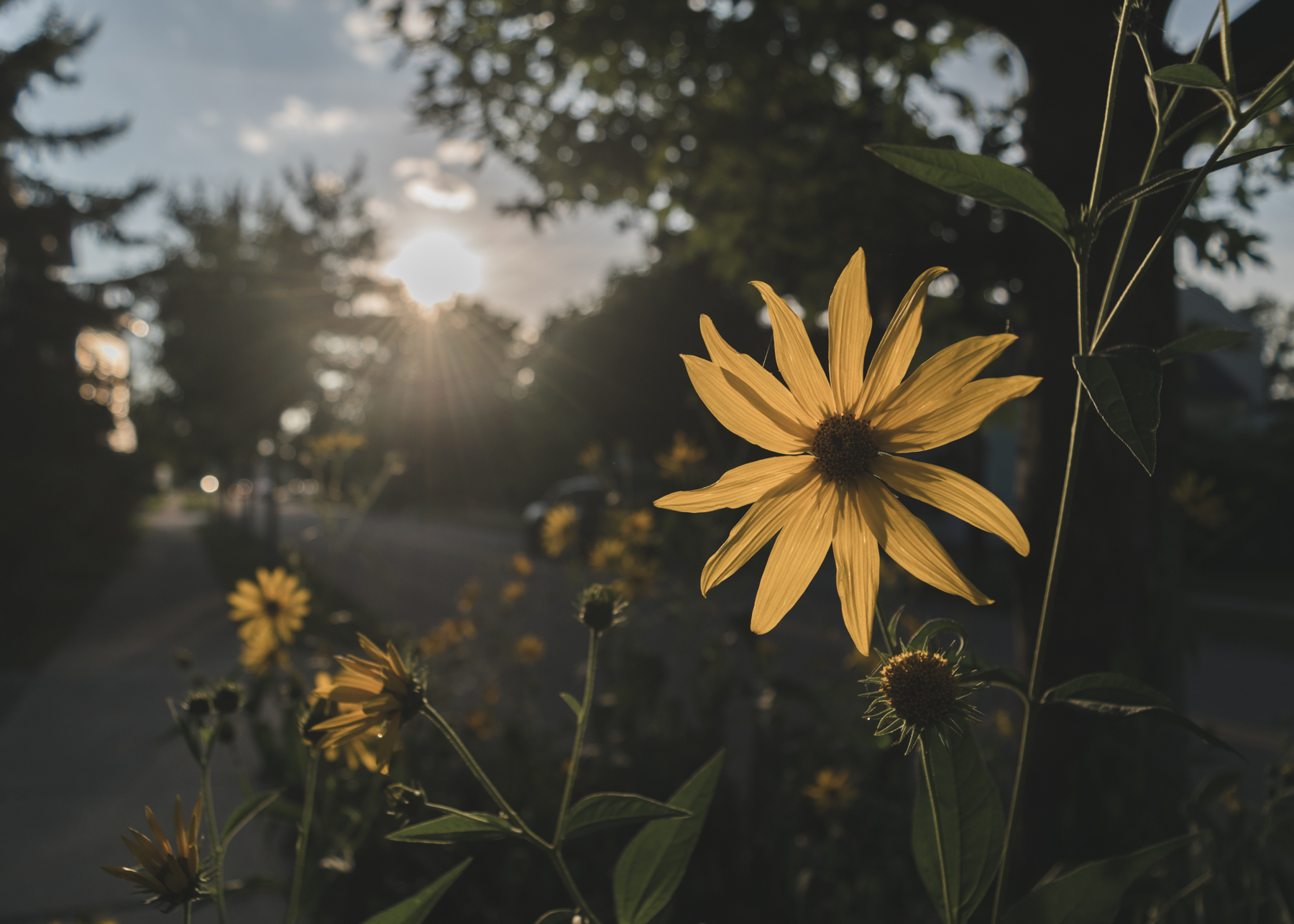 Waning Summer