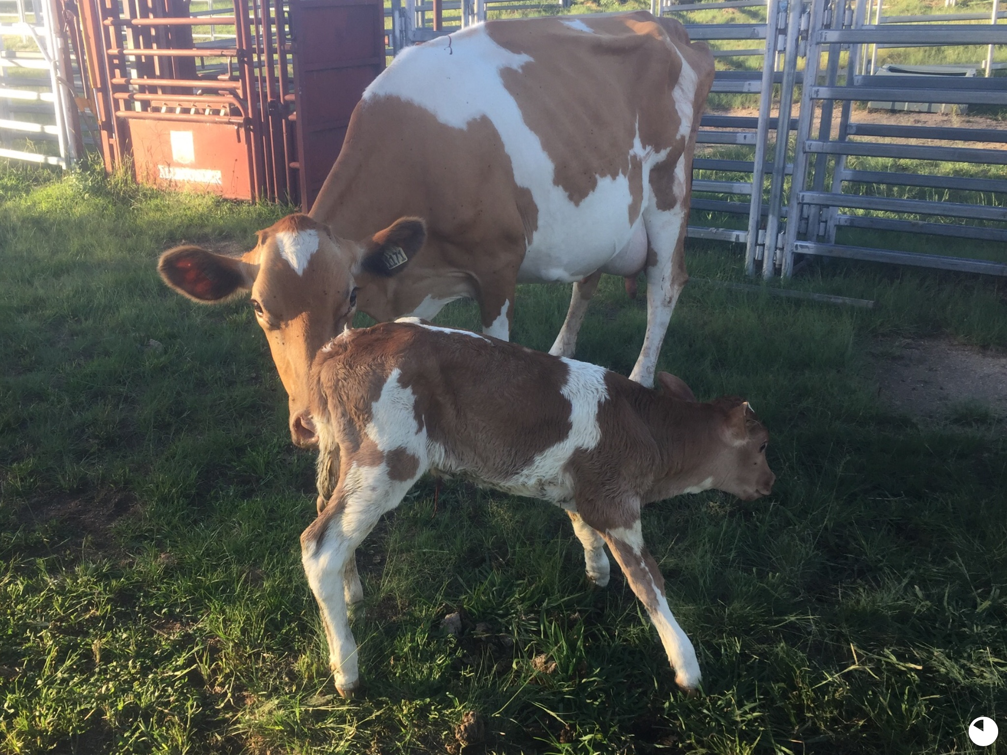Penny's new calf