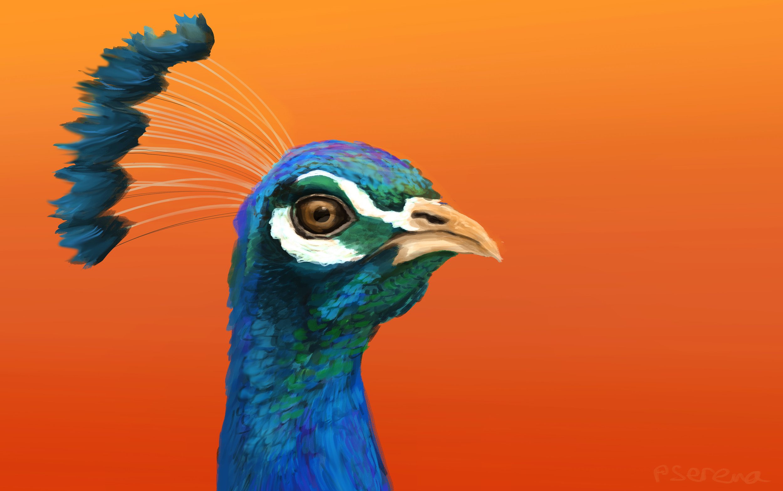 Beaconhill Peacock