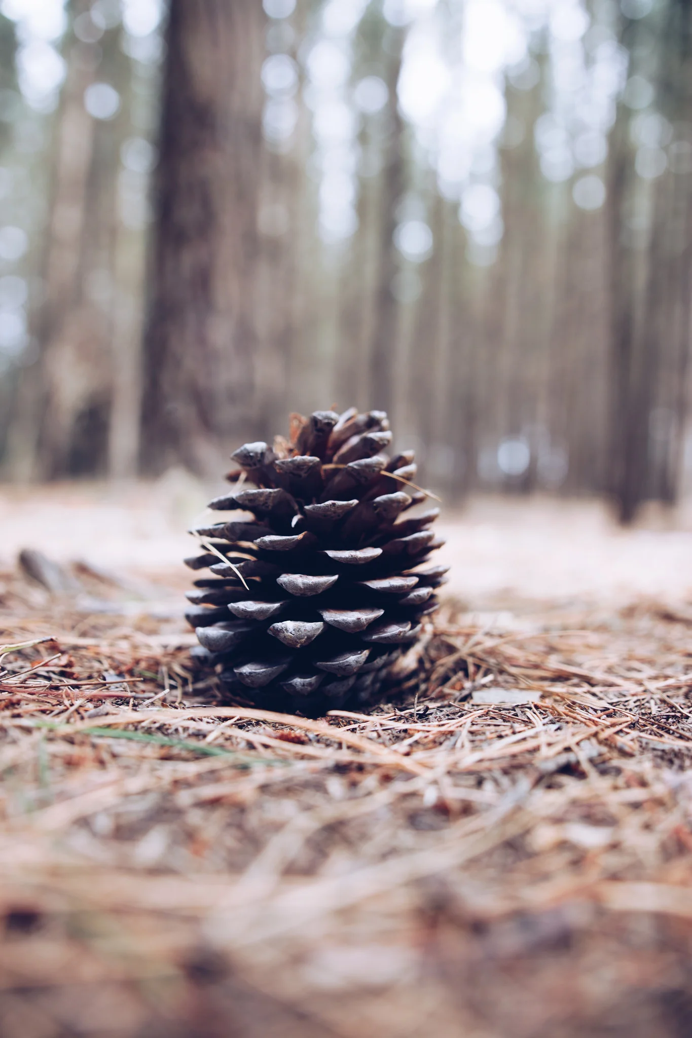 Milo-PineCone.jpg