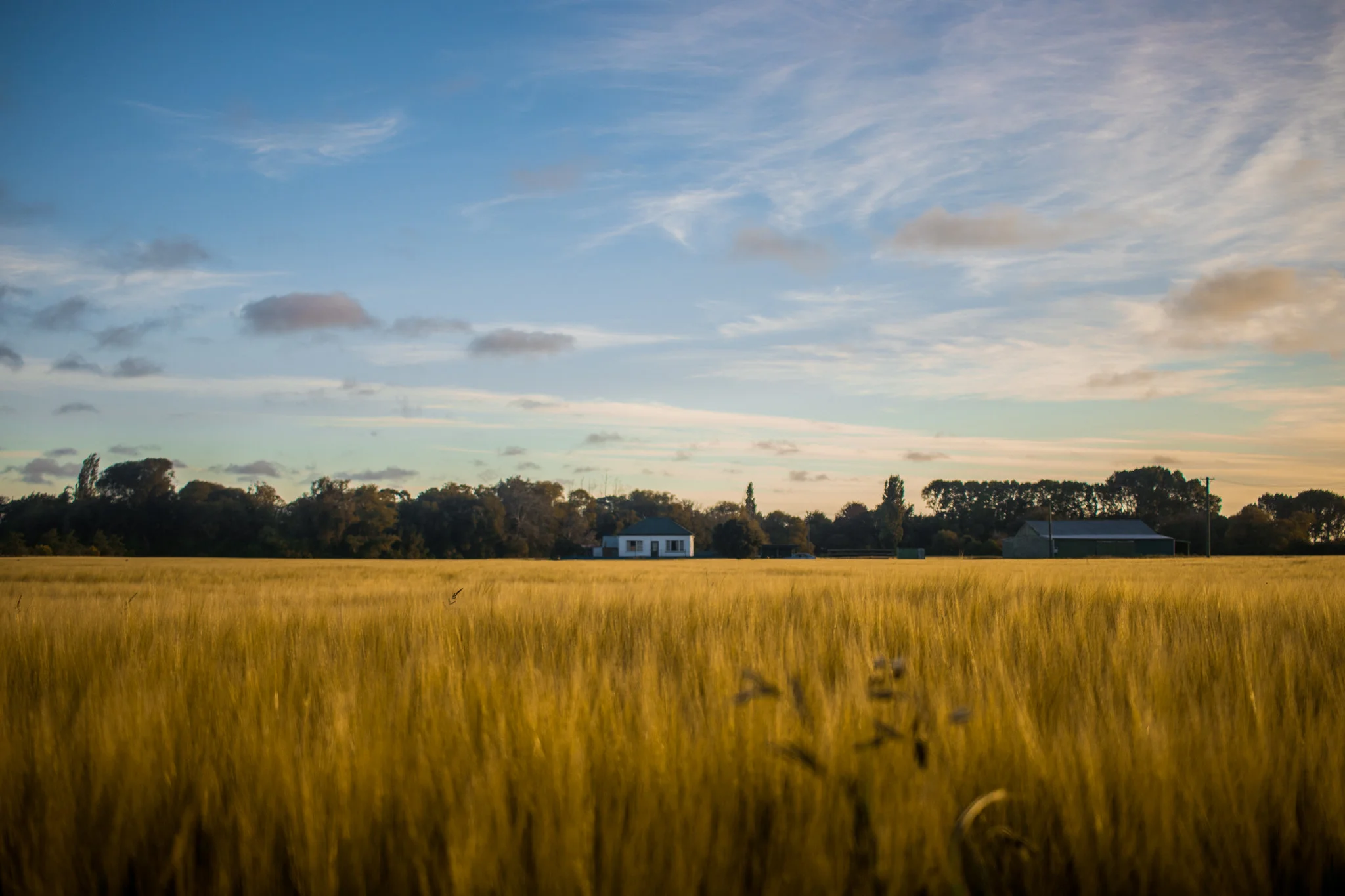GoldenHourGoldenWheat.jpg