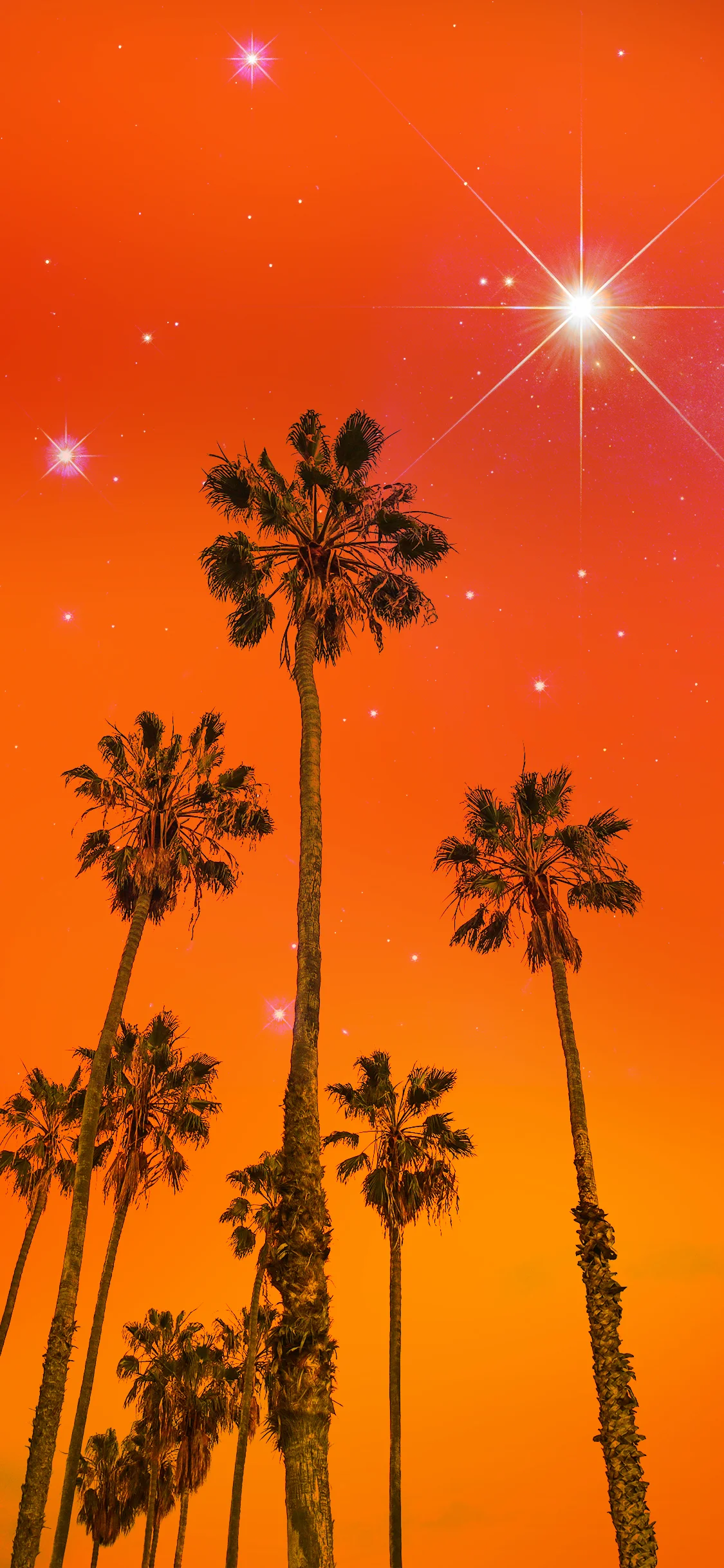 iphone-collage-three-palm-trees.jpeg