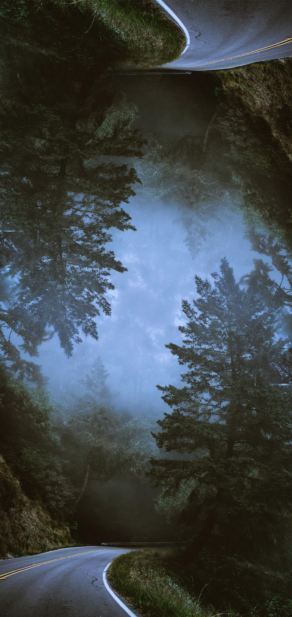 phone-collage-trees-fog.jpg