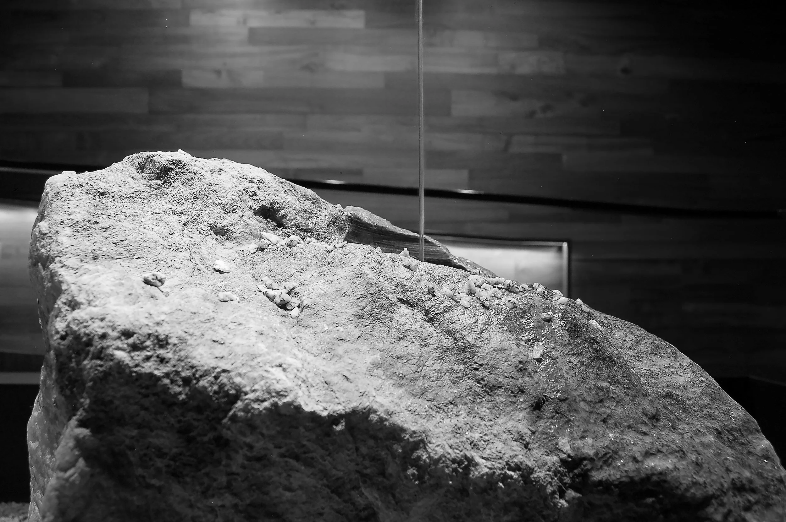 Matsuhisa6(B&W) copy.jpg