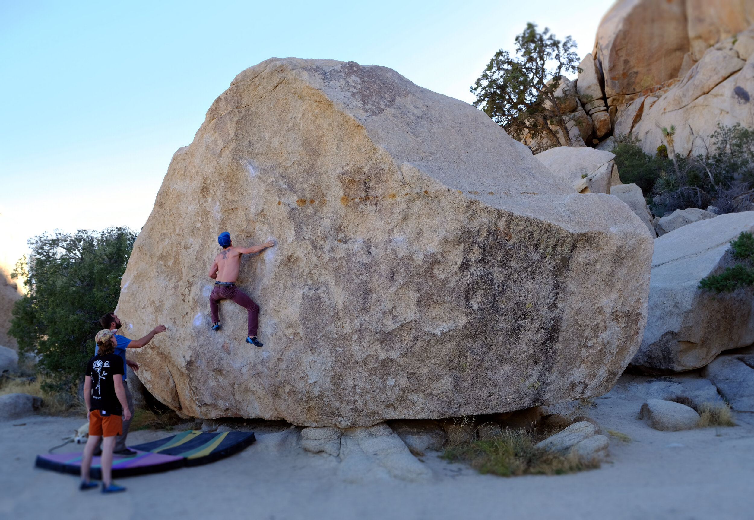 joshua tree 1 copy.jpg