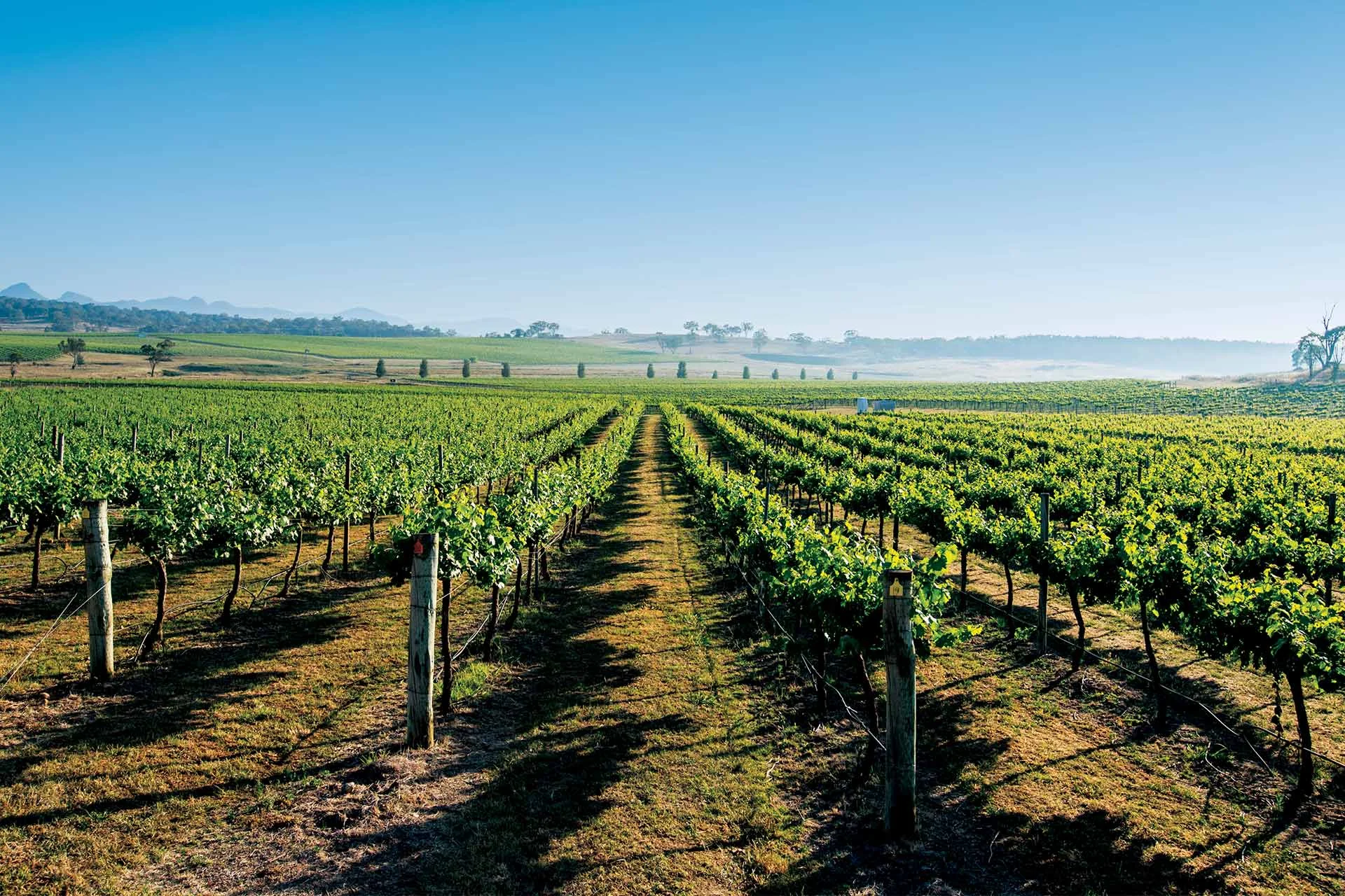 Home_Header_Vineyards.jpg
