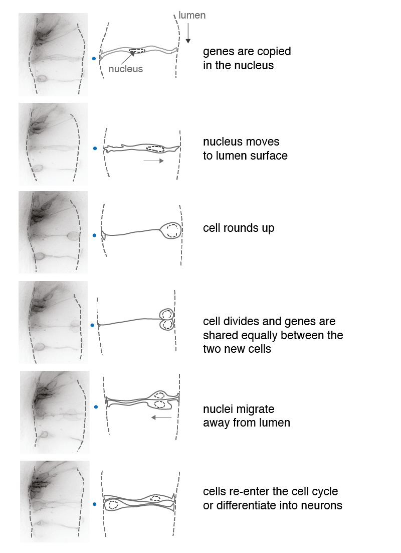 Celldivision.png