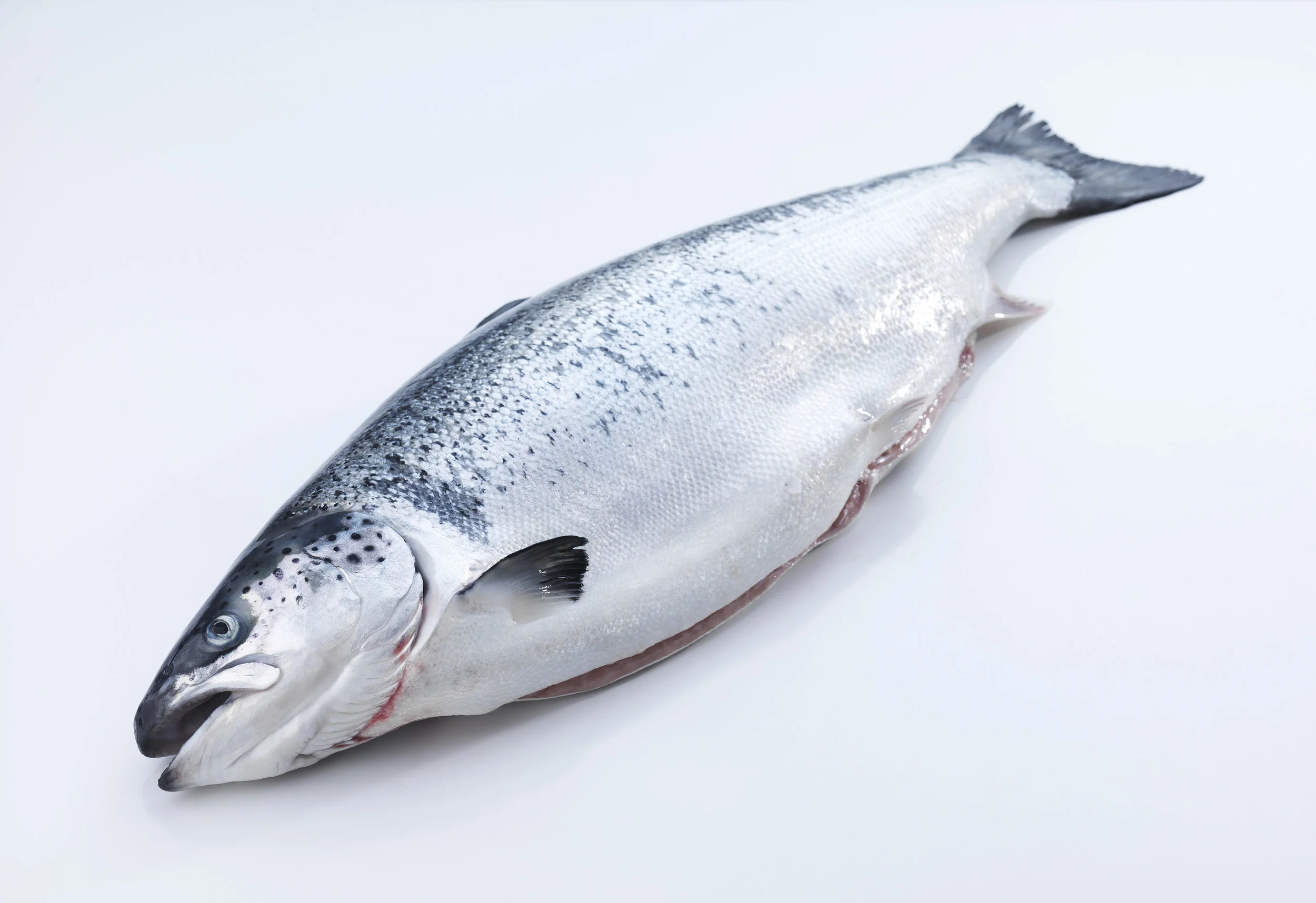 Fresh HOG salmon. Photo: Tom Haga