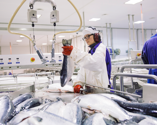 Sortering av laks i slakteriet på Børøya. Foto: Marius Fiskum