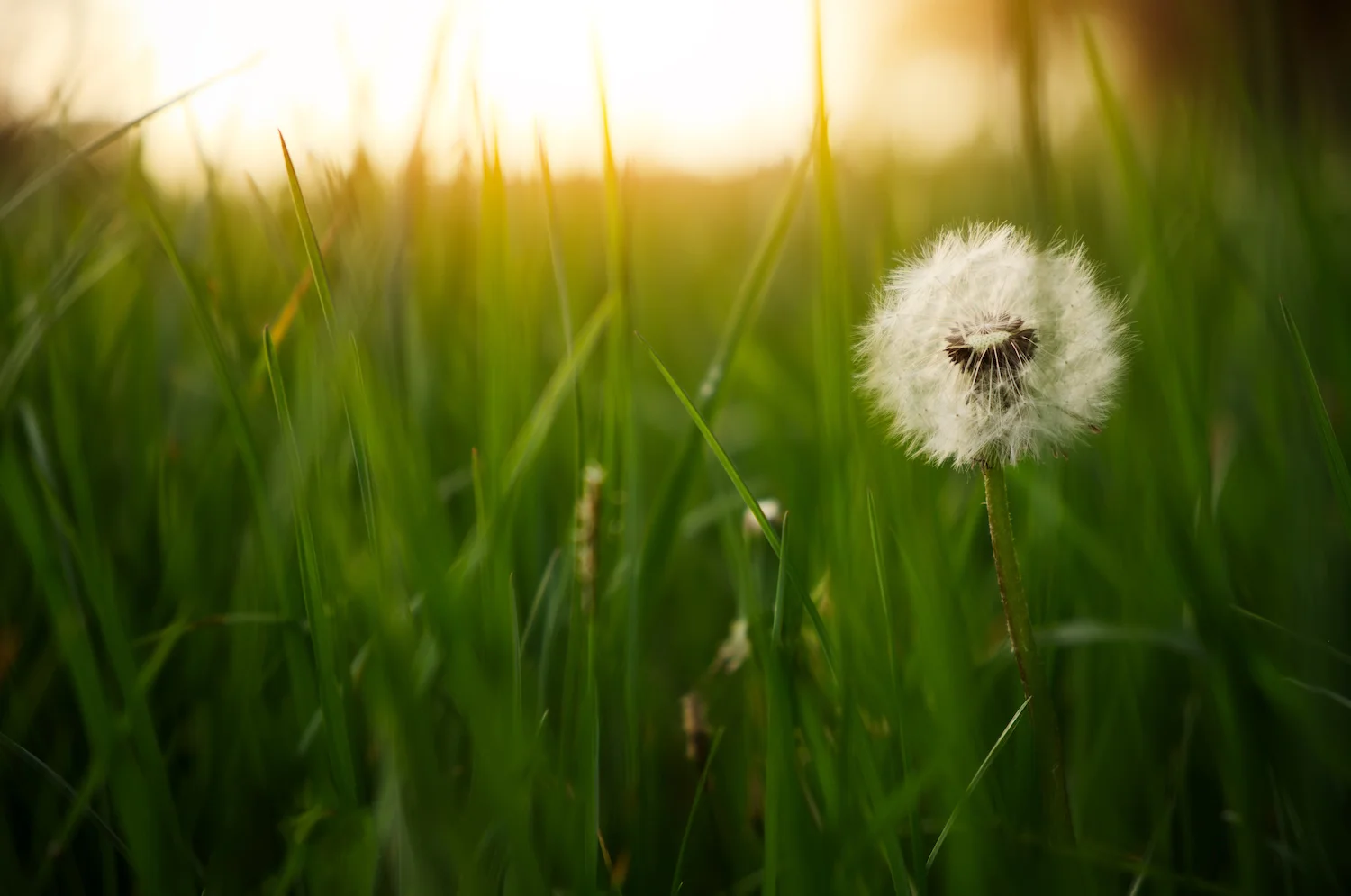 sunlight-flower.jpg
