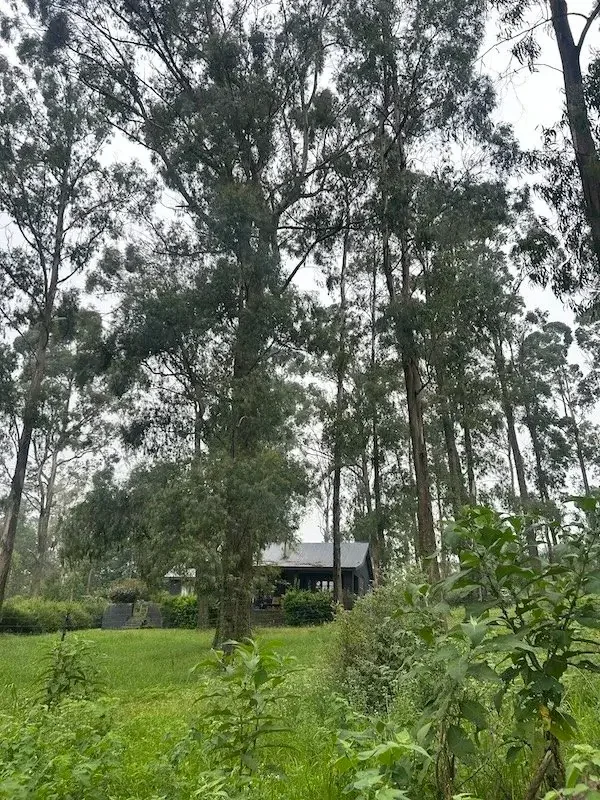 Lessons from living in a forest