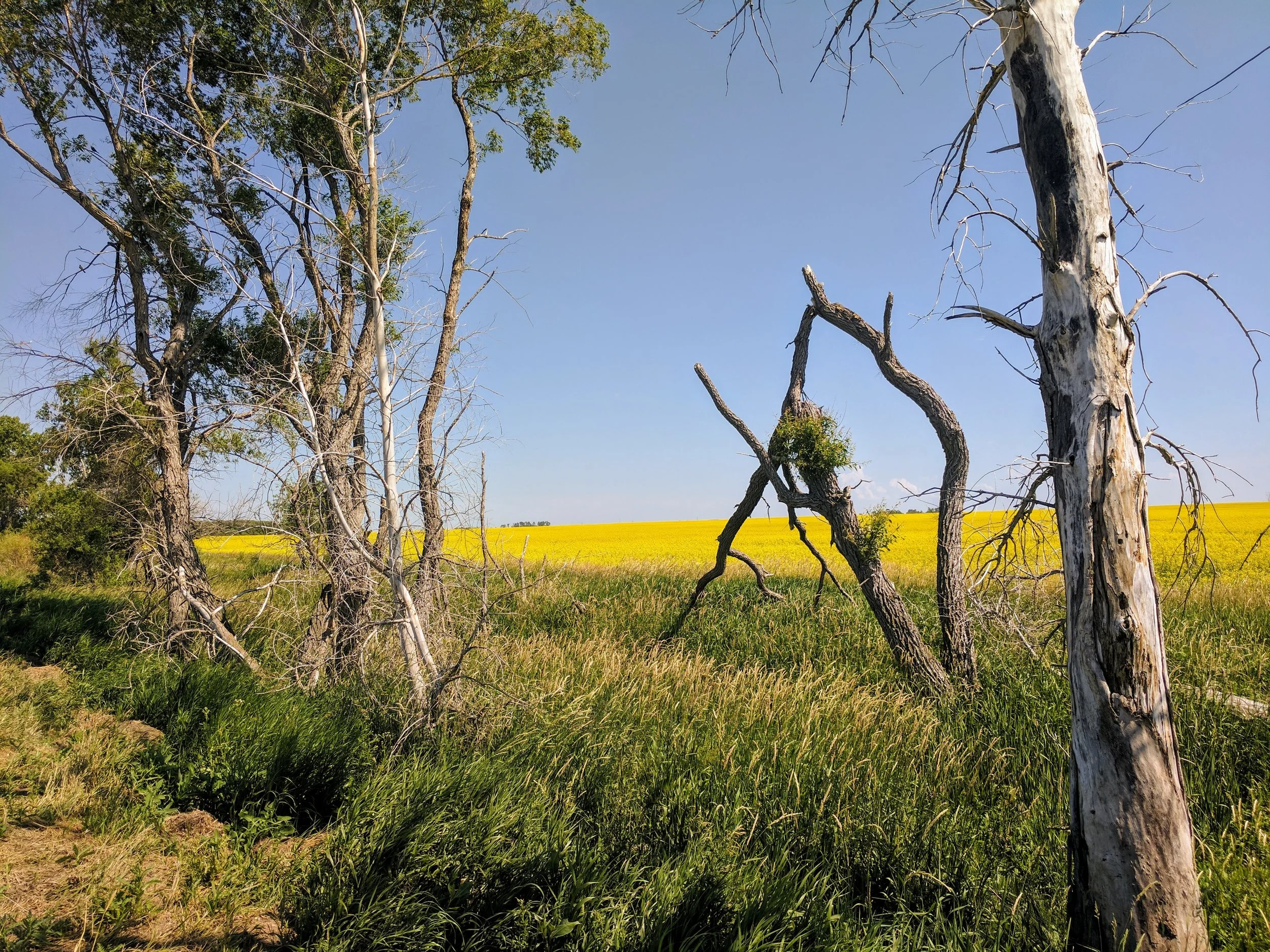 ND Trees and canola
