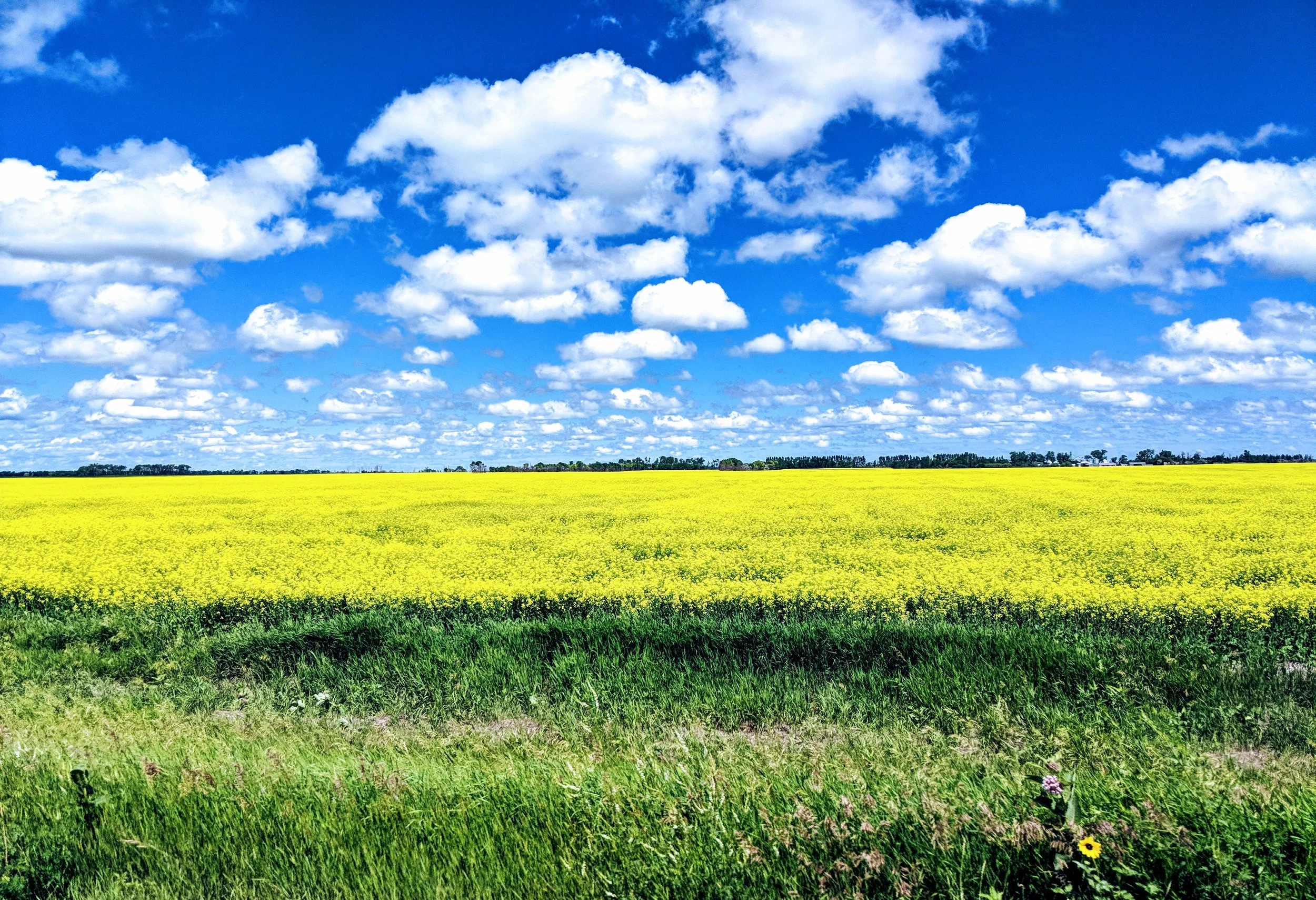 Canola Fields