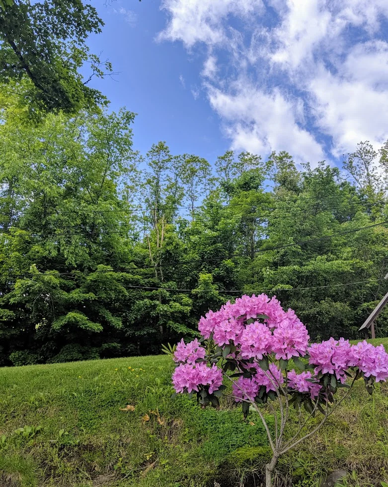 More Spring Springing