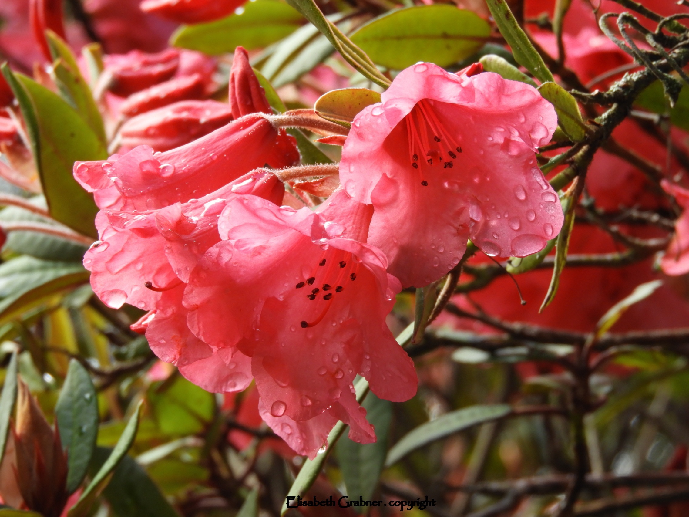 Irland_Blumen.jpg
