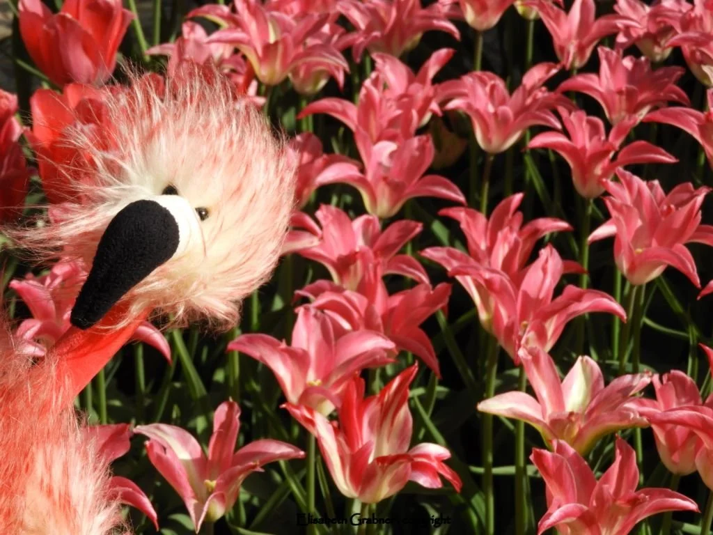 Trixi Blumen rosa.JPG