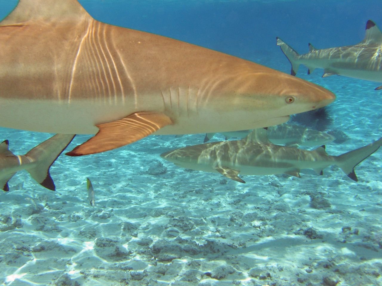 Südsee_Hai.jpg