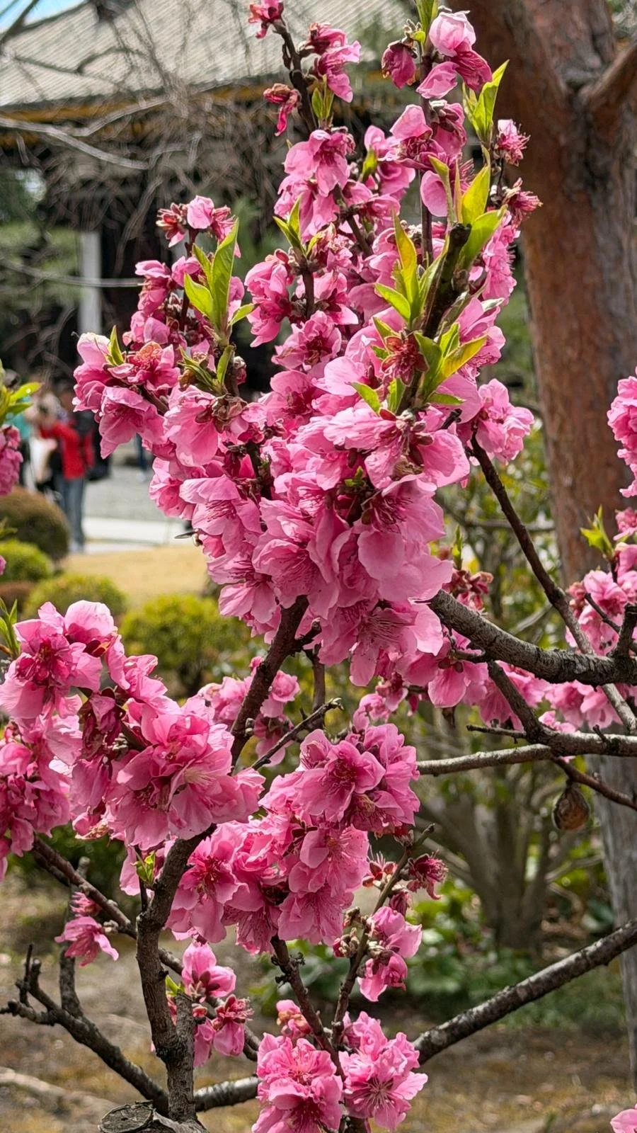 Japan Kirschblüte3.jpg