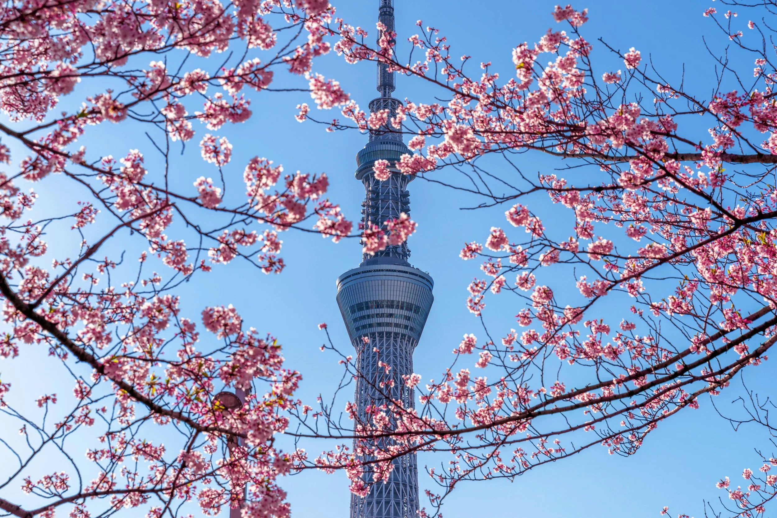 beautiful-cherry-blossoms-tokyo-sky-tree-spring-tokyo-japan.jpg